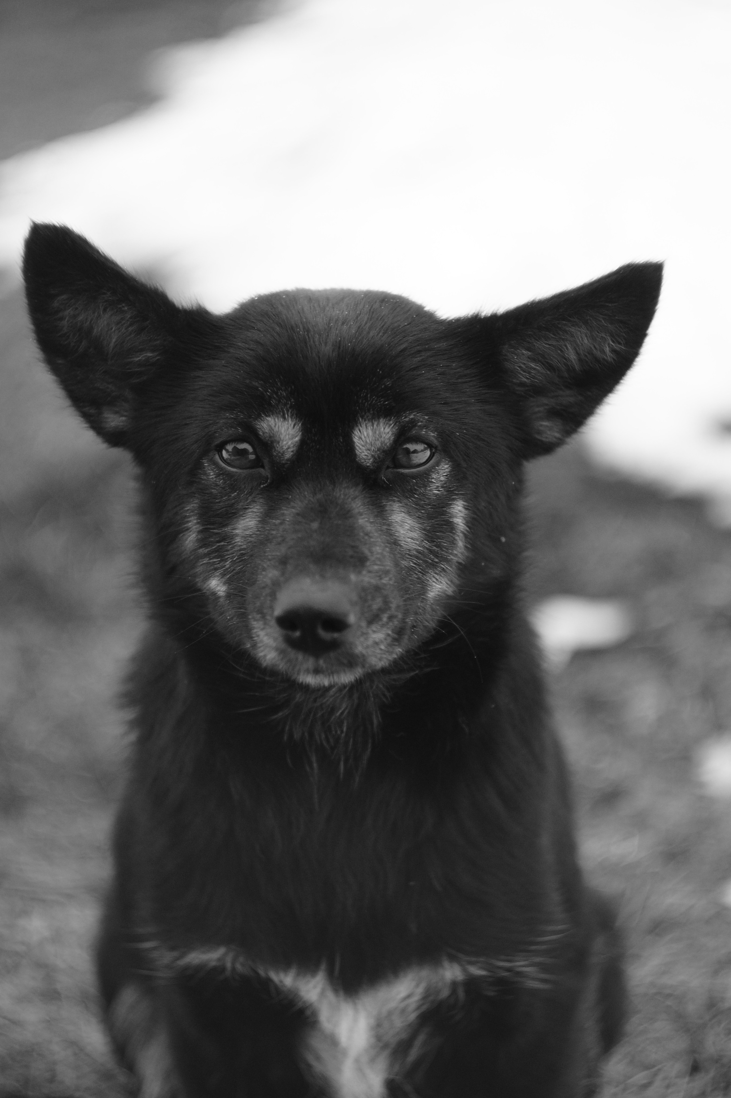 Dogs. Профессиональный фотограф