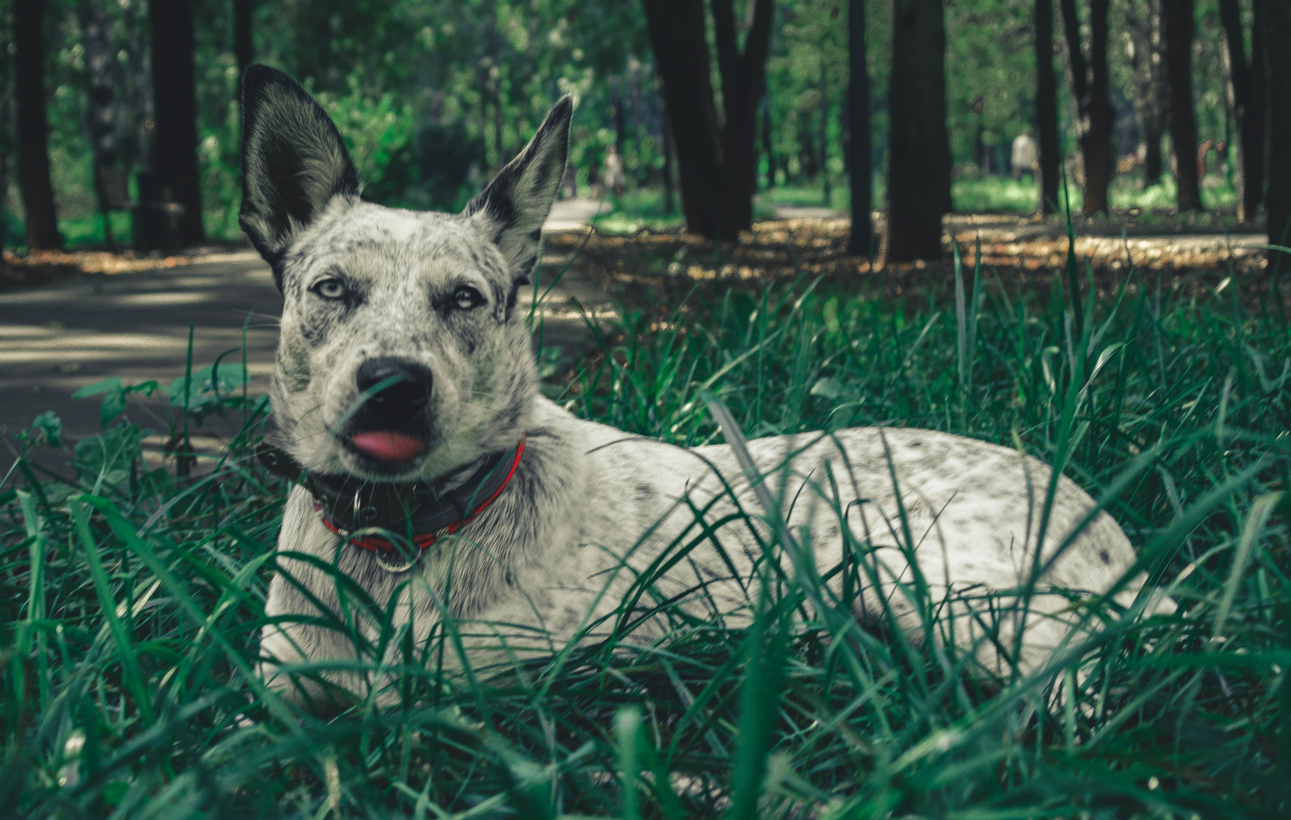 Цунами. Профессиональный фотограф