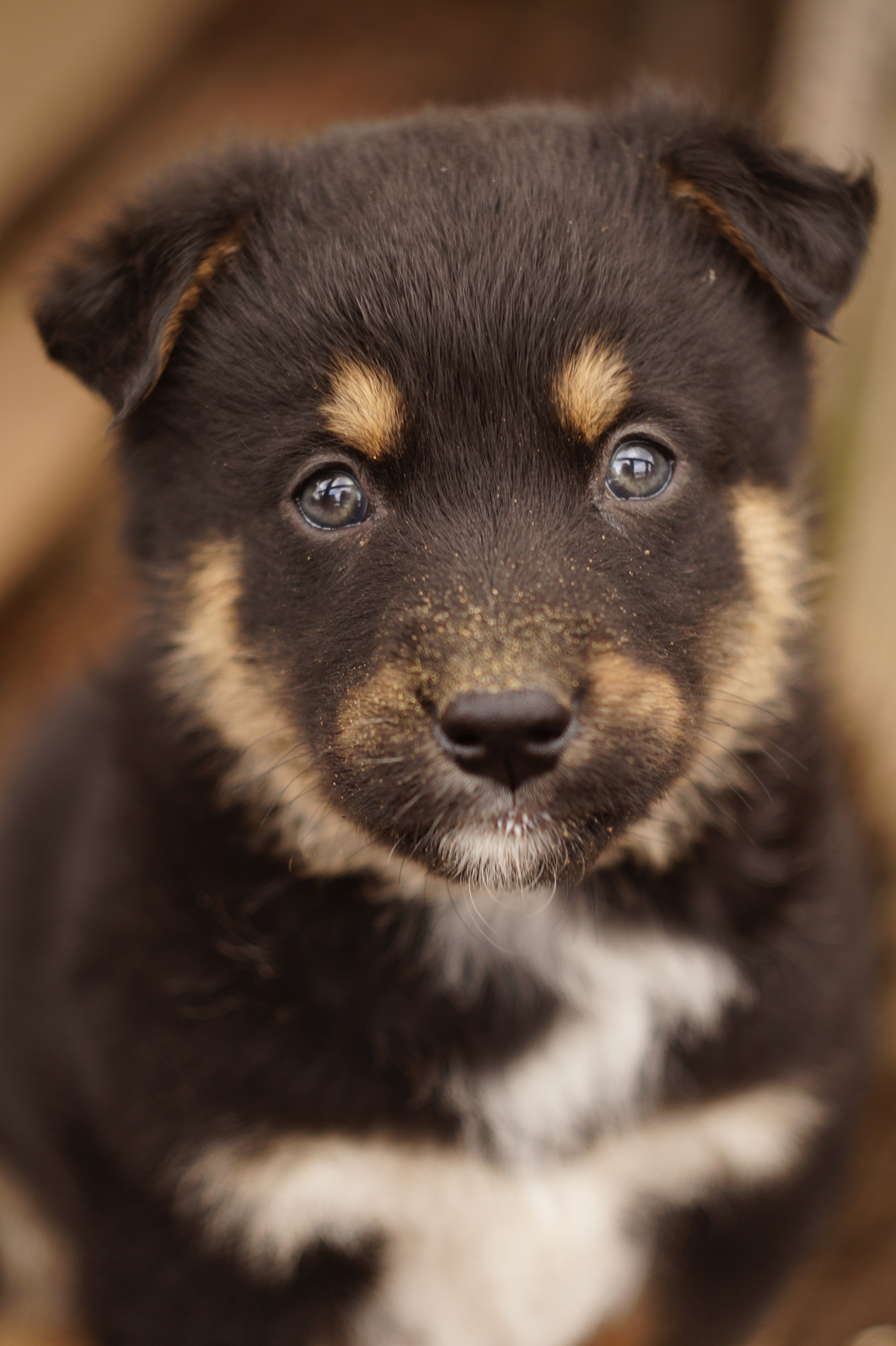 Dogs. Профессиональный фотограф