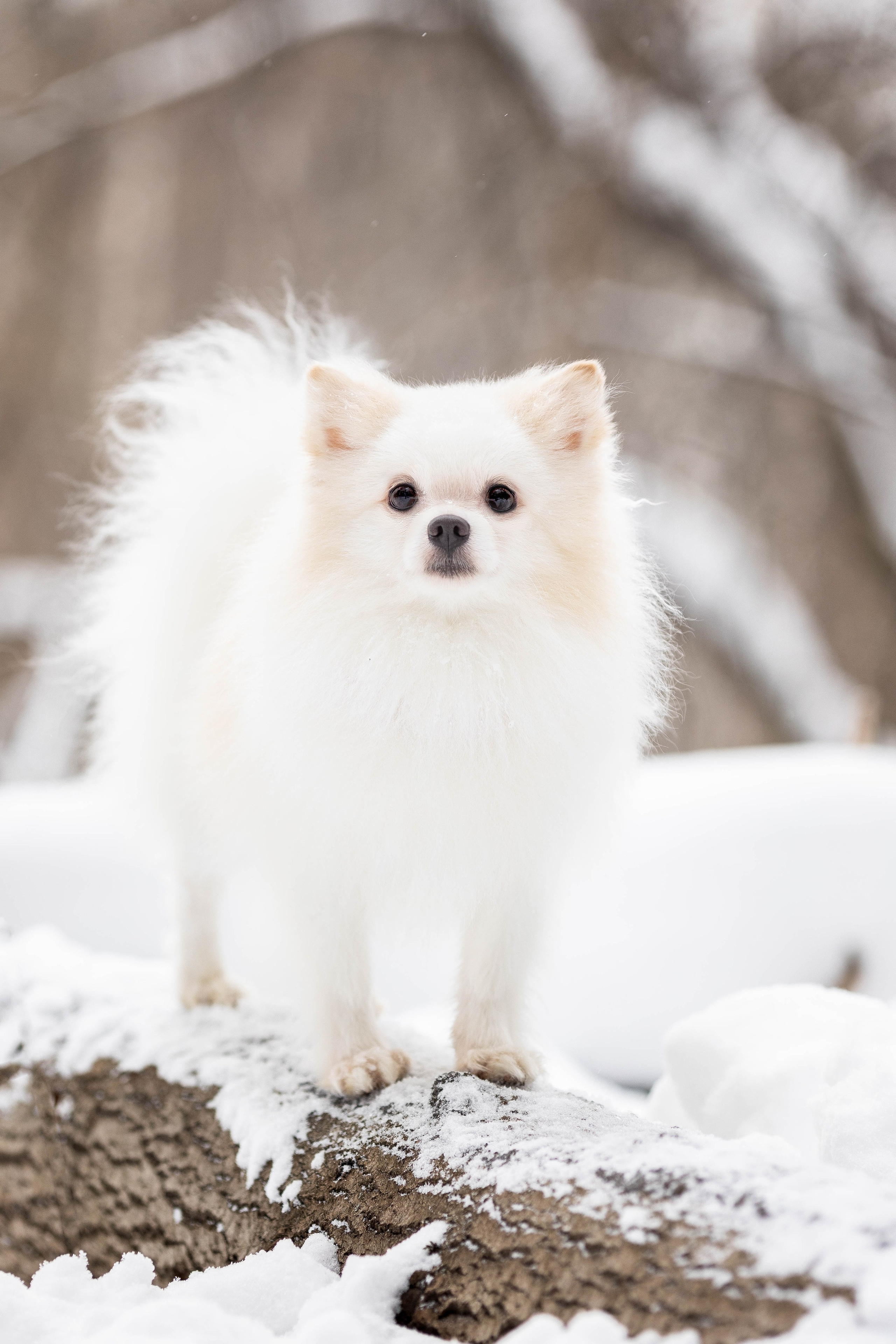Элина и Чинк. Фотограф Анималист в Перми Анастасия Остерман
