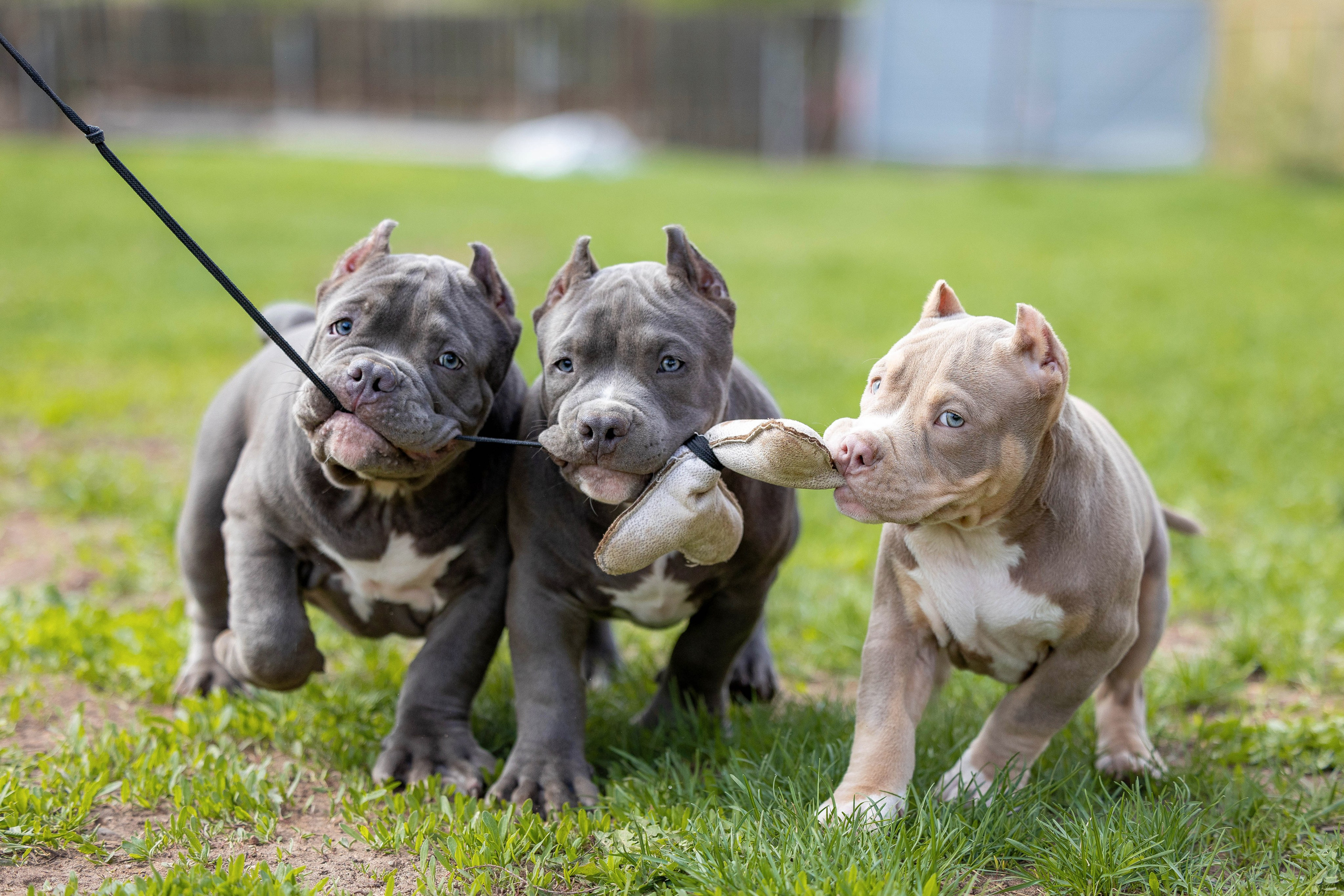 Щенки булли. Фотограф Анималист в Перми Анастасия Остерман