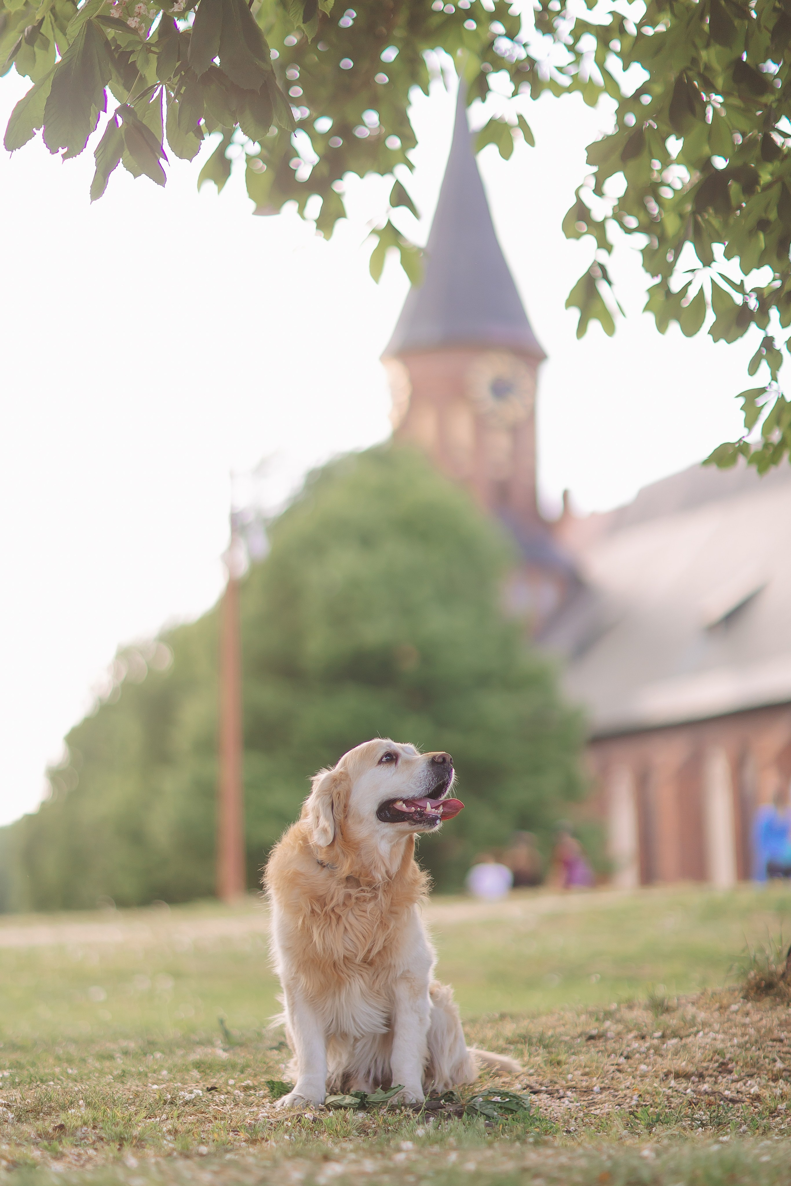 Золотистый ретривер Кант, Калининград. Свадебный и женский фотограф