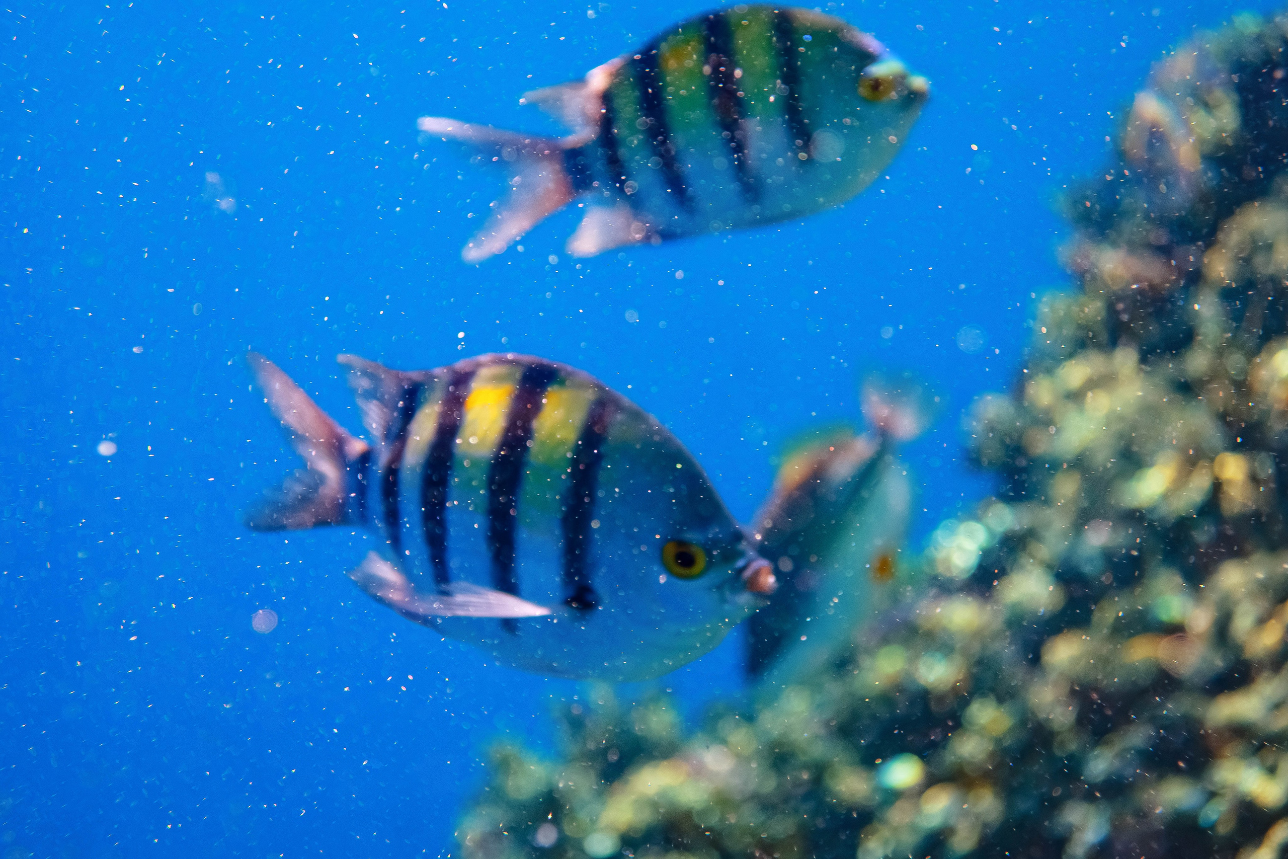 Fish. Фотограф Светлана Голицына