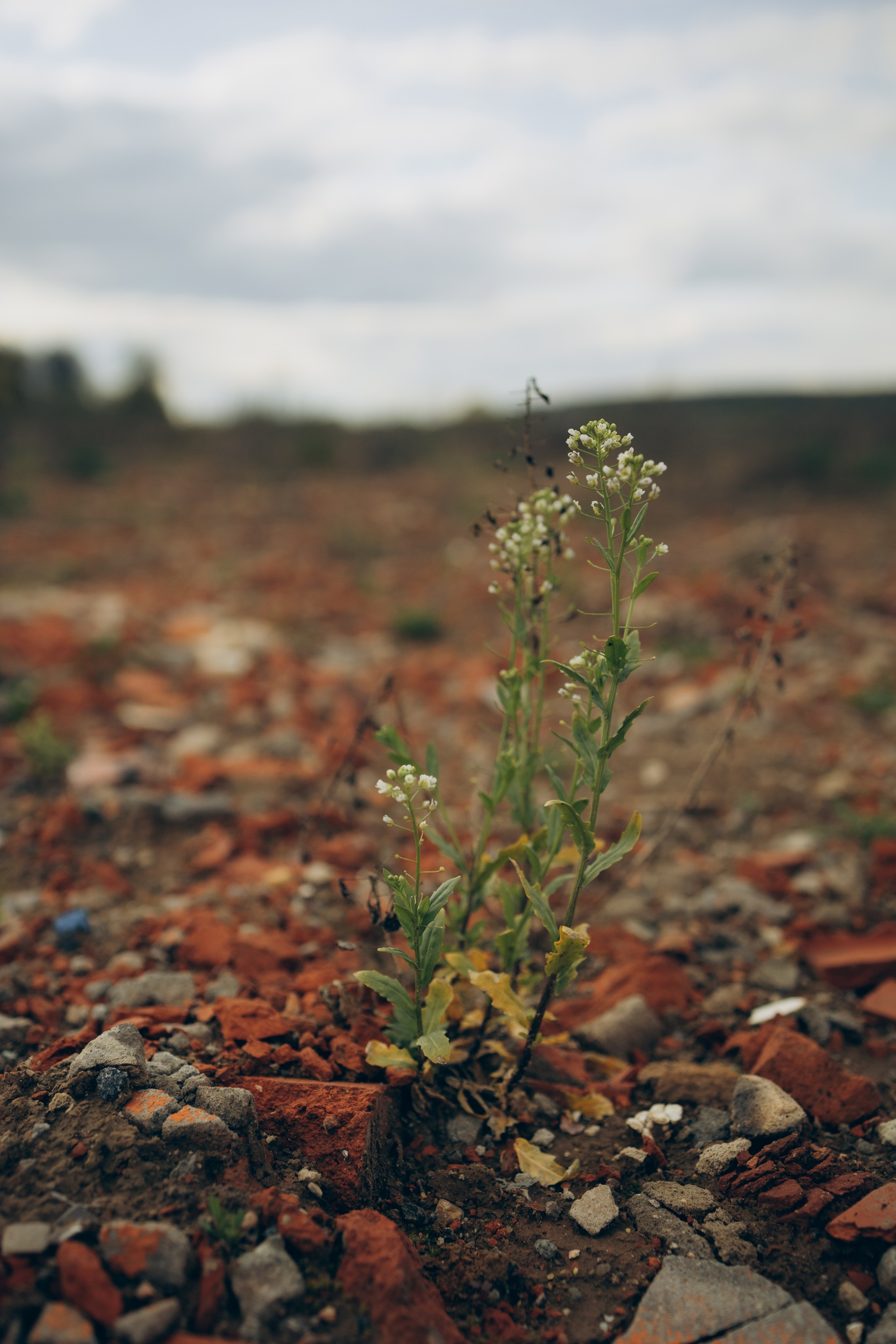 Istra. Женский фотограф Истра