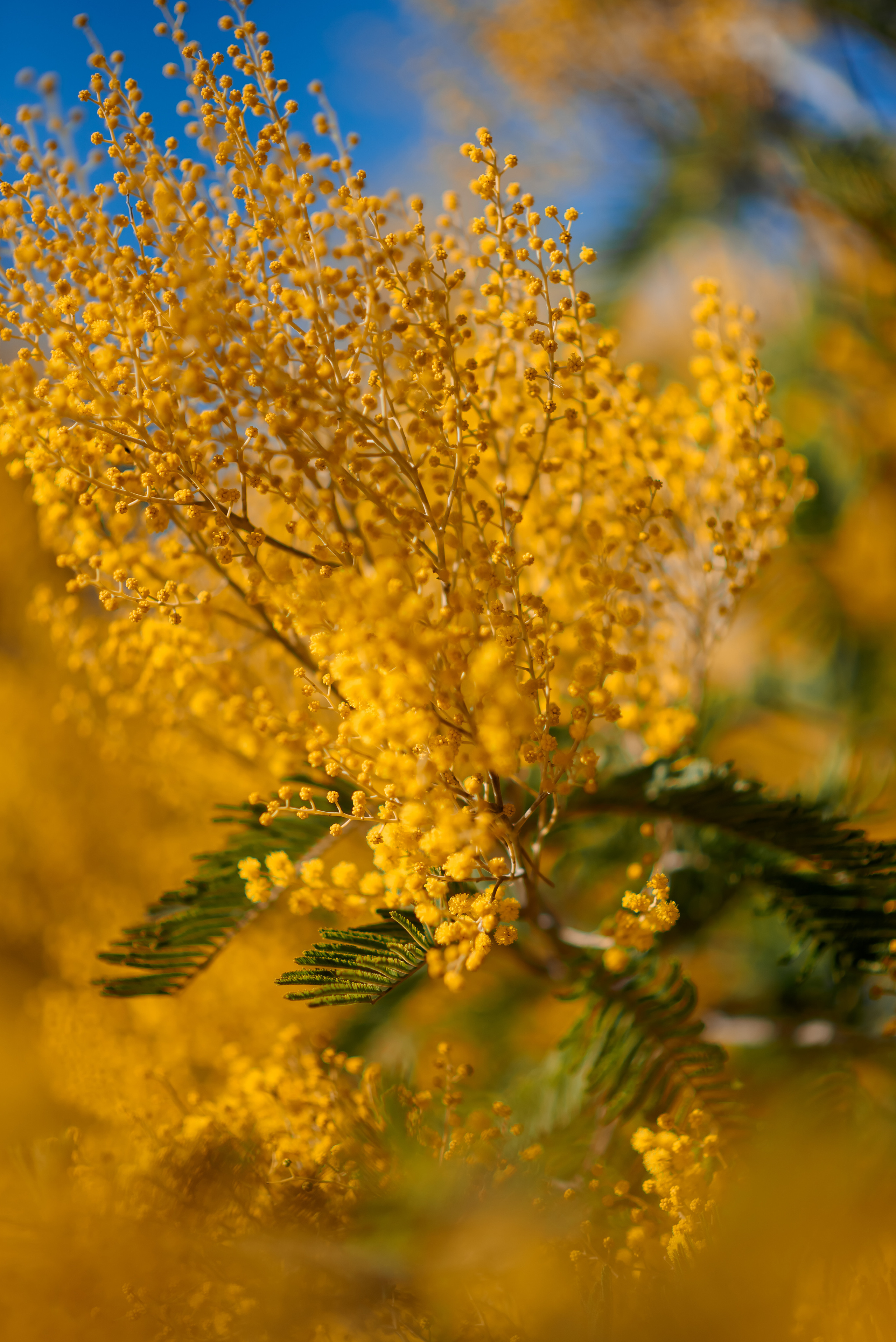Мимоза. Семейный и женский фотограф Лоо Краснодар Сочи Энем Татьяна Трибурт