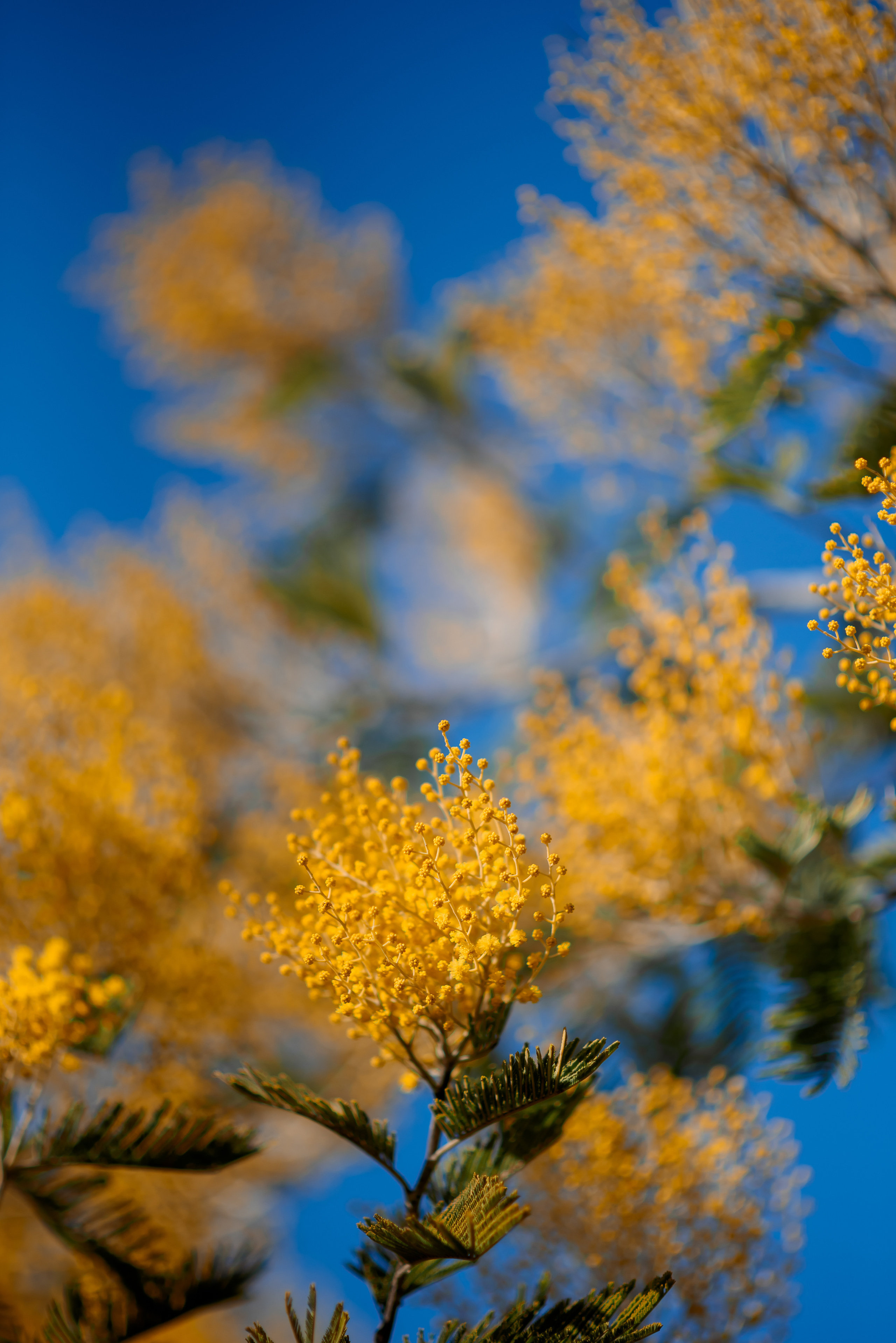 Мимоза. Семейный и женский фотограф Лоо Краснодар Сочи Энем Татьяна Трибурт
