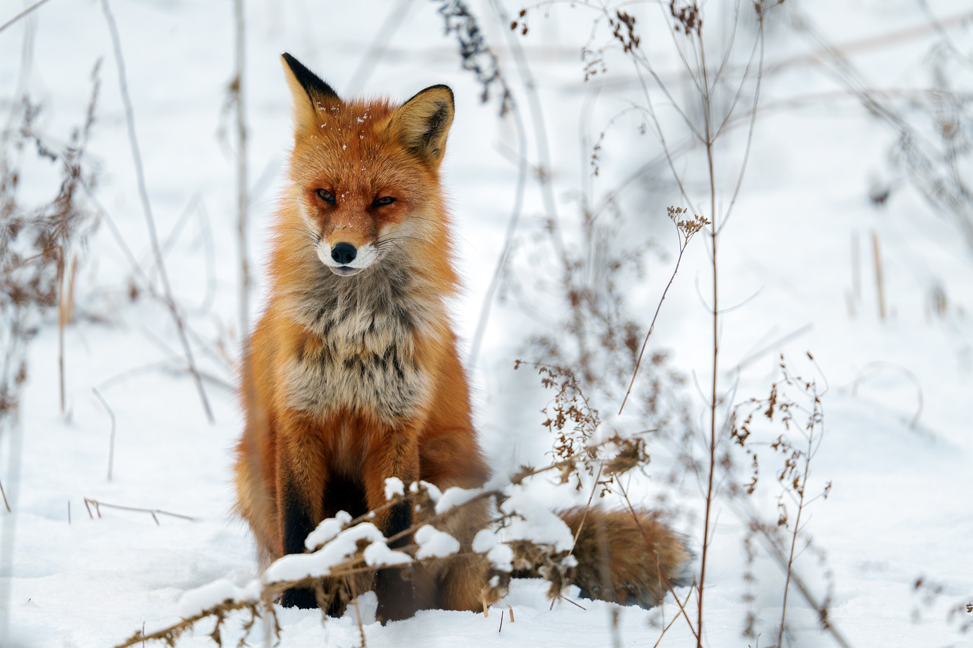 Животные. Ваш личный фотограф Марина Волкова