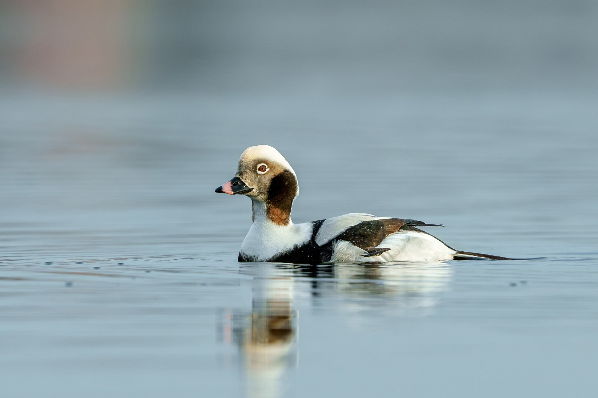 Удивительные мир птиц. Вокруг нас столько прекрасного — присмотритесь!. Ваш личный фотограф Марина Волкова