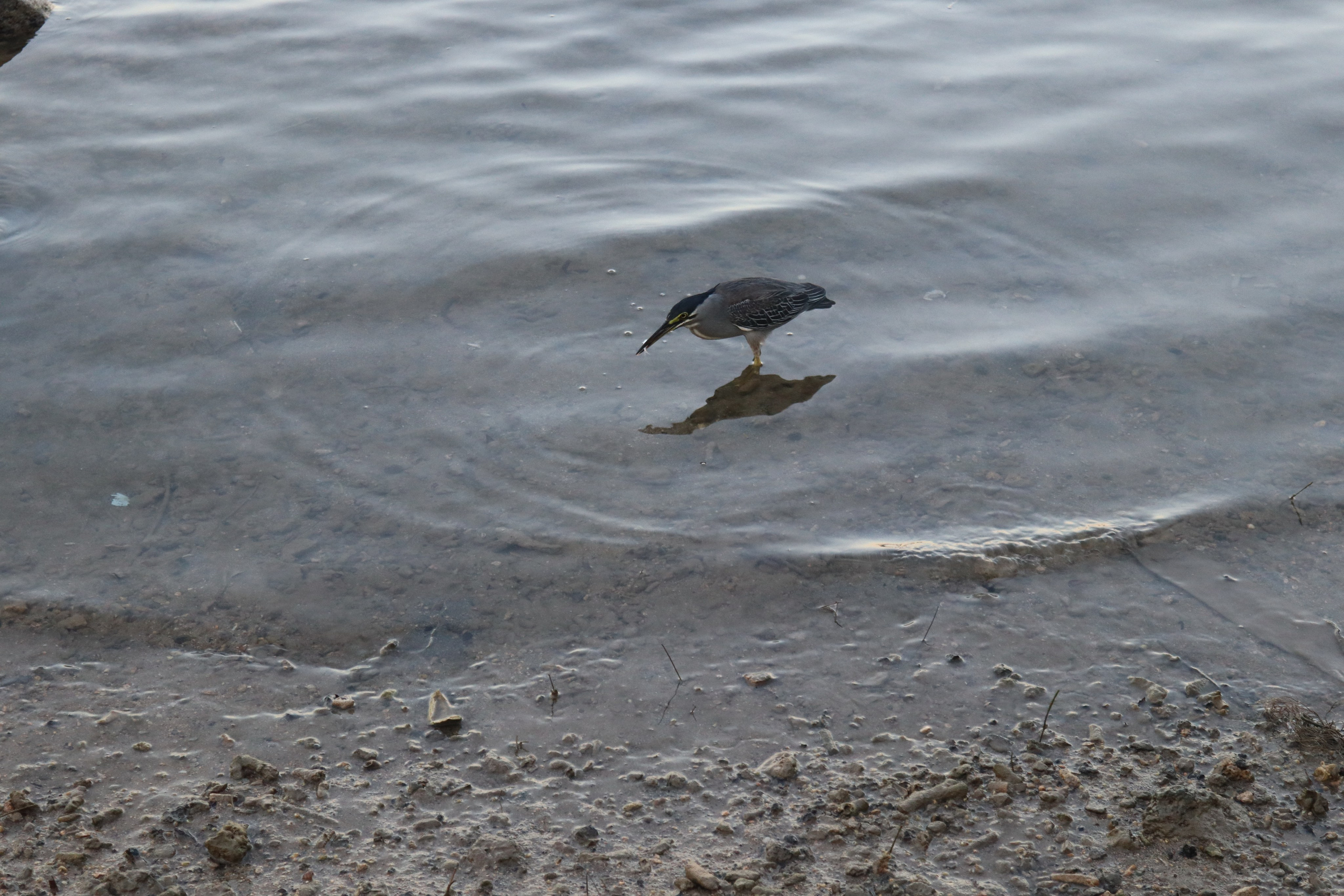 Путешествие на родину птицы додо. Travel photographer Ksenia