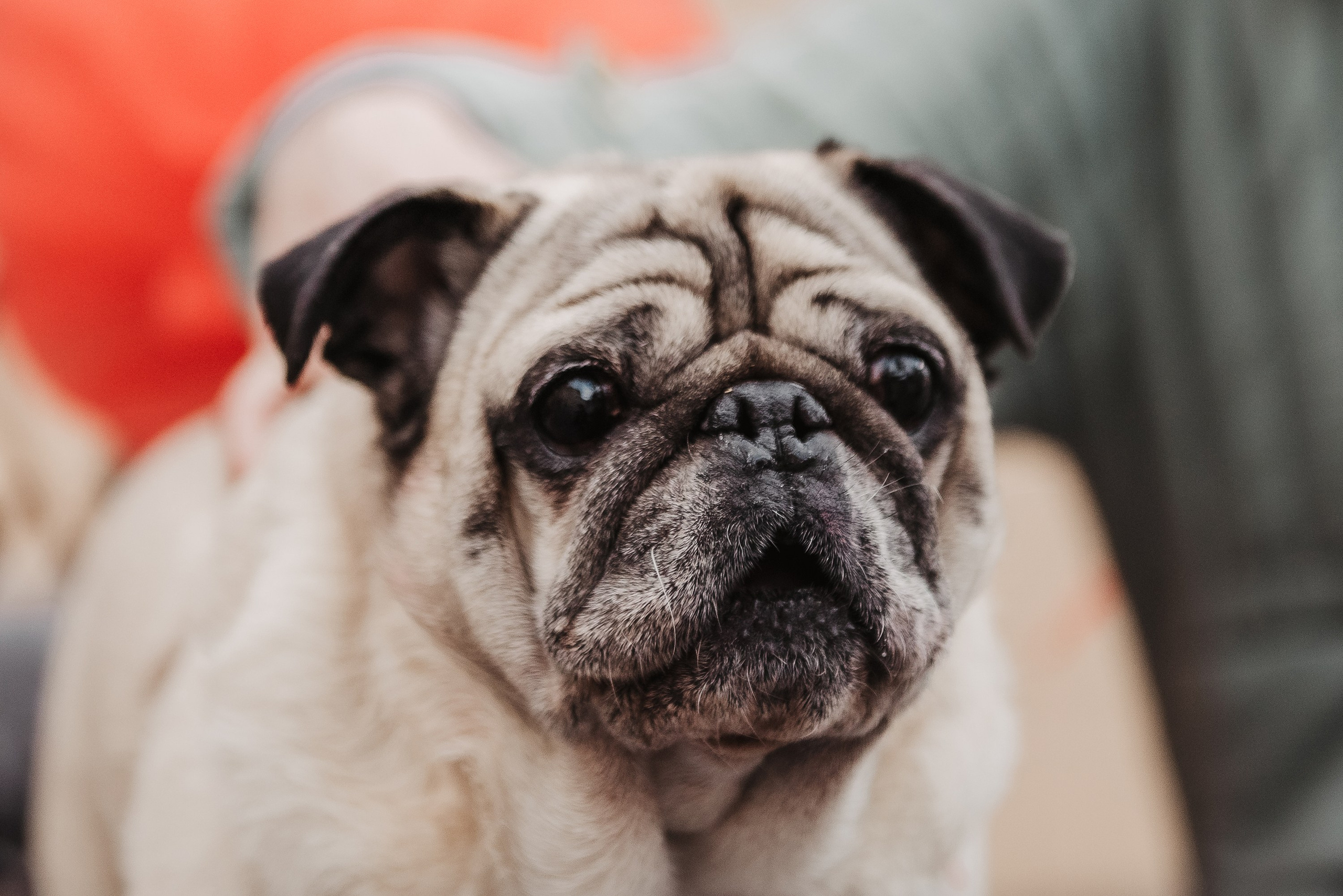 Ольга и Потапум. Прогулка к чайному дому. Семейный Фотограф в Москве Ирина Хохлова