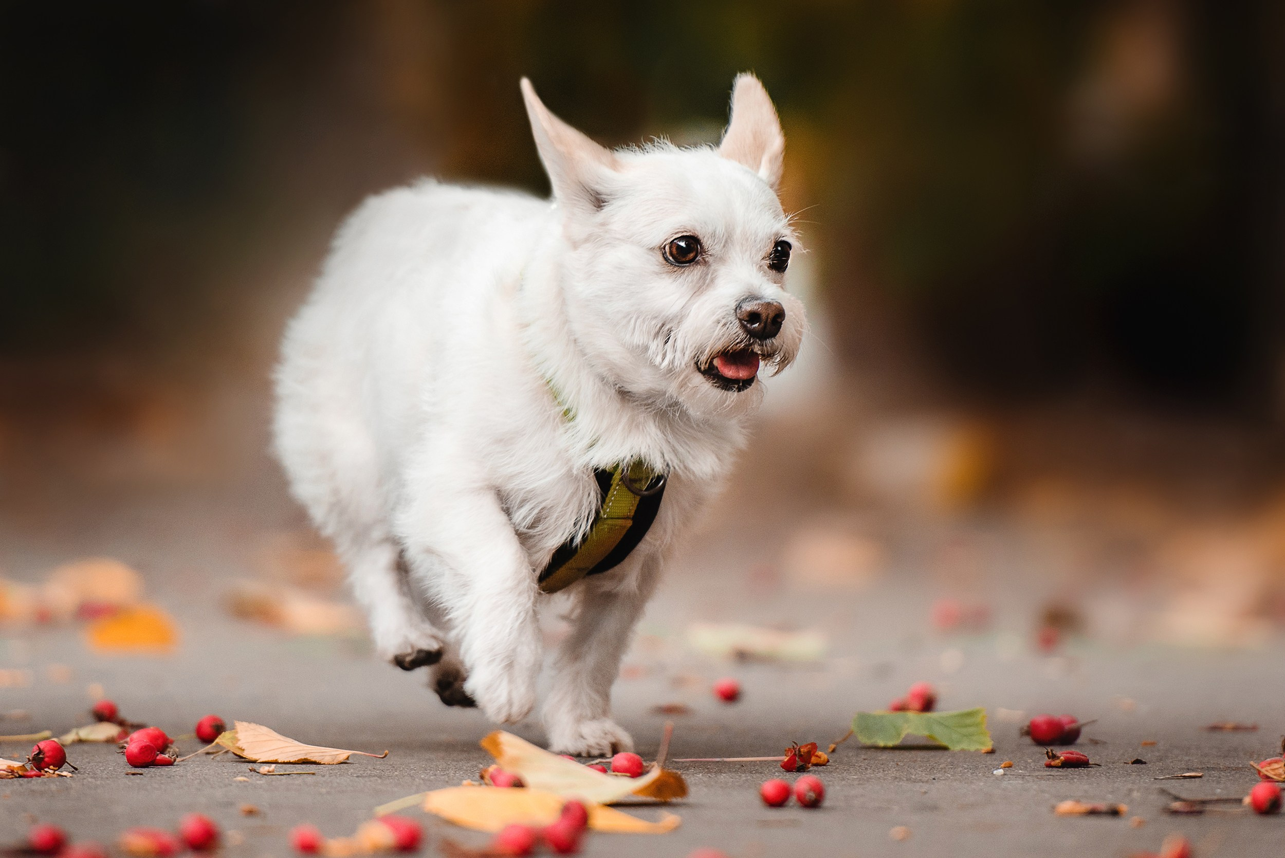Оля и Бусинка. Семейный Фотограф в Москве Ирина Хохлова