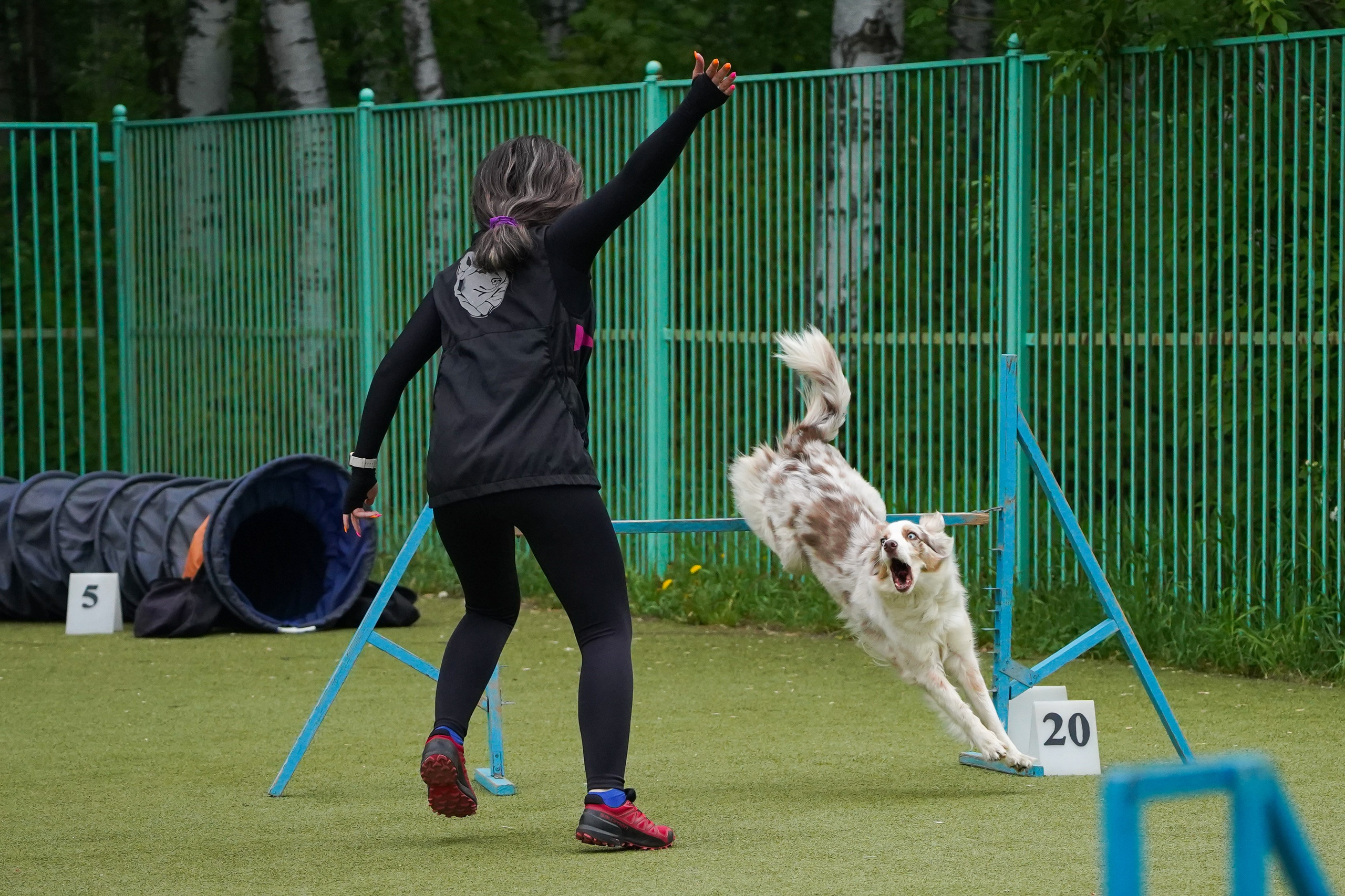 Аджилити 25.05.24, Санкт-Петербург. Фотограф-анималист Анастасия Большакова