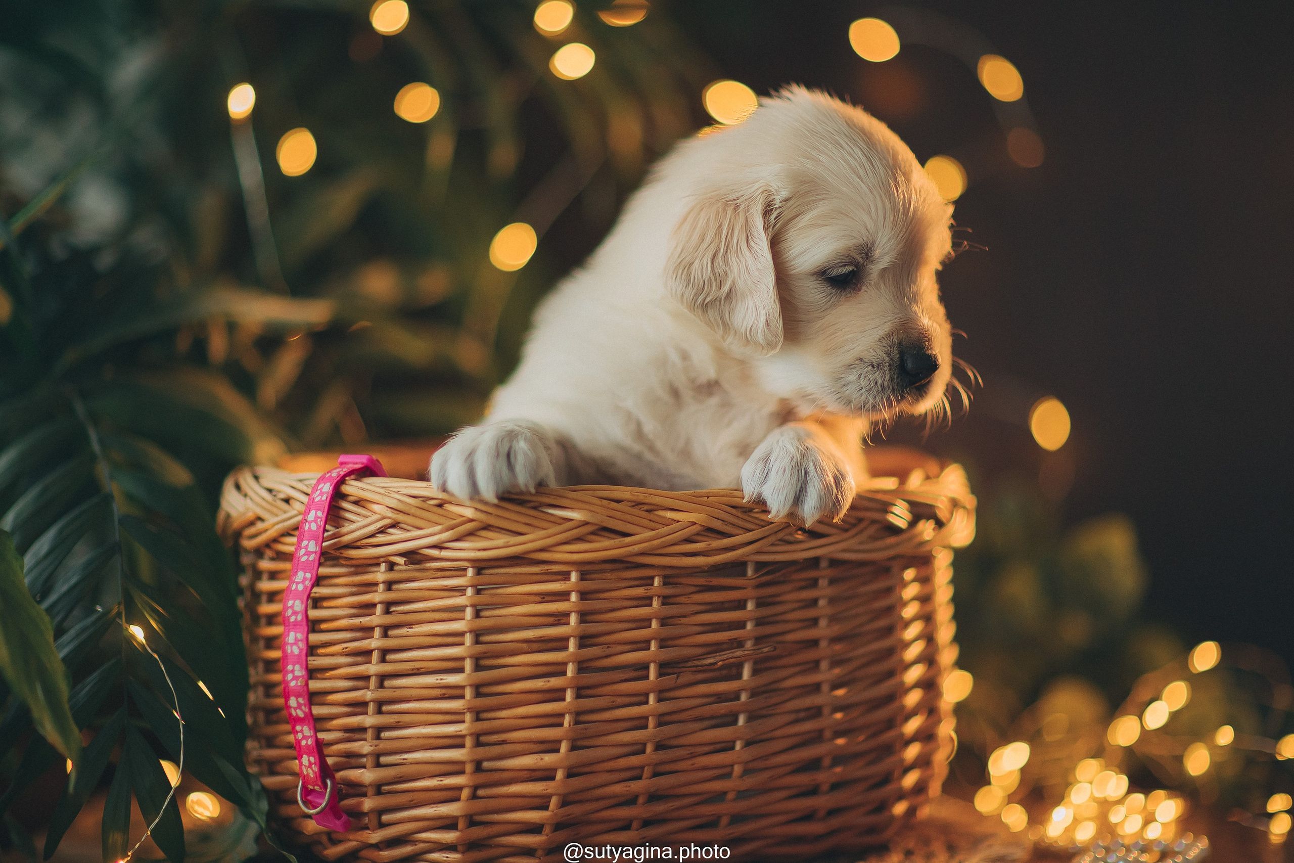 Розовый ошейник. Свадебный и женский фотограф