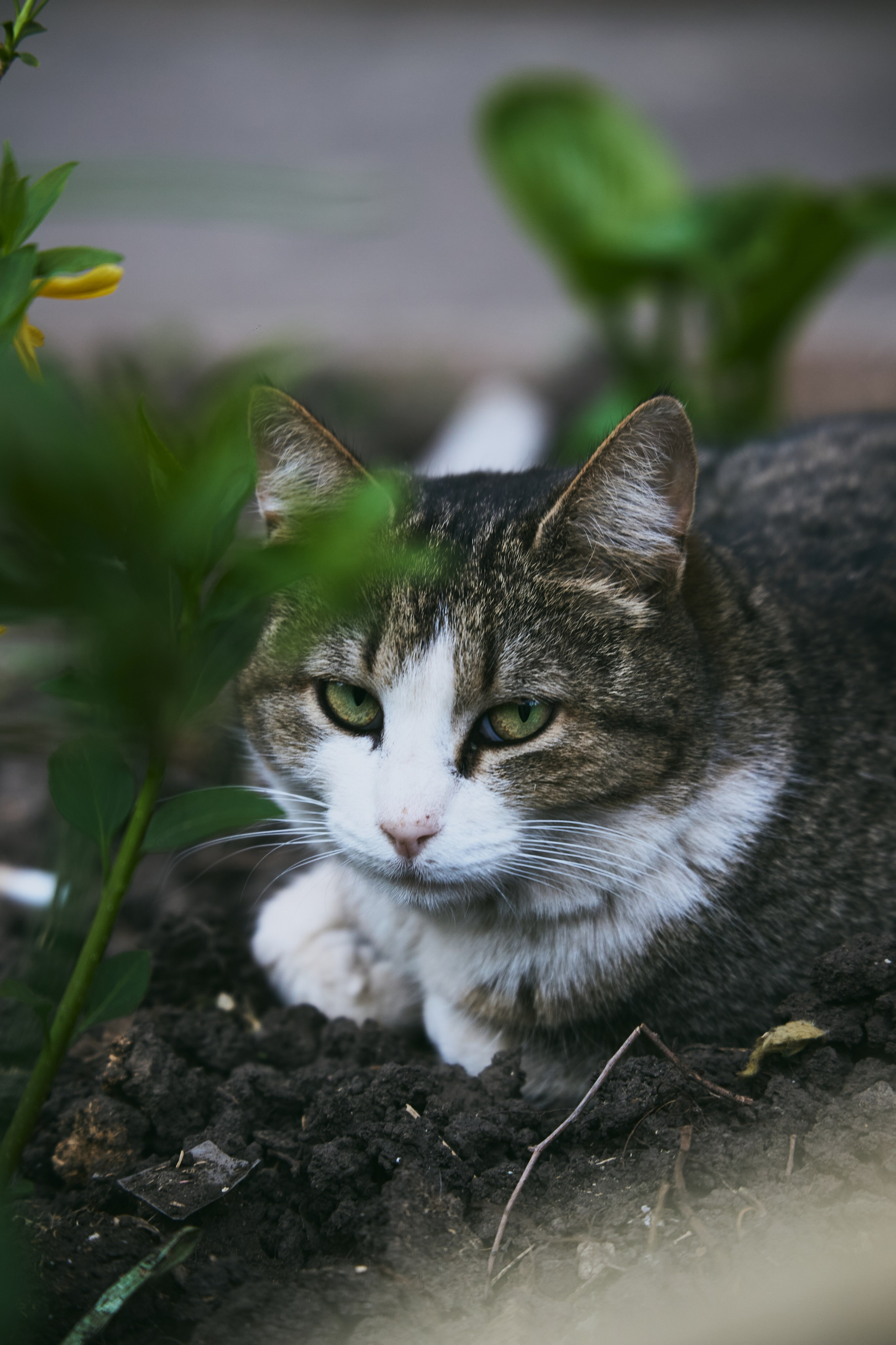 Животные. Фотограф в Ростове-на-Дону Ника Обида
