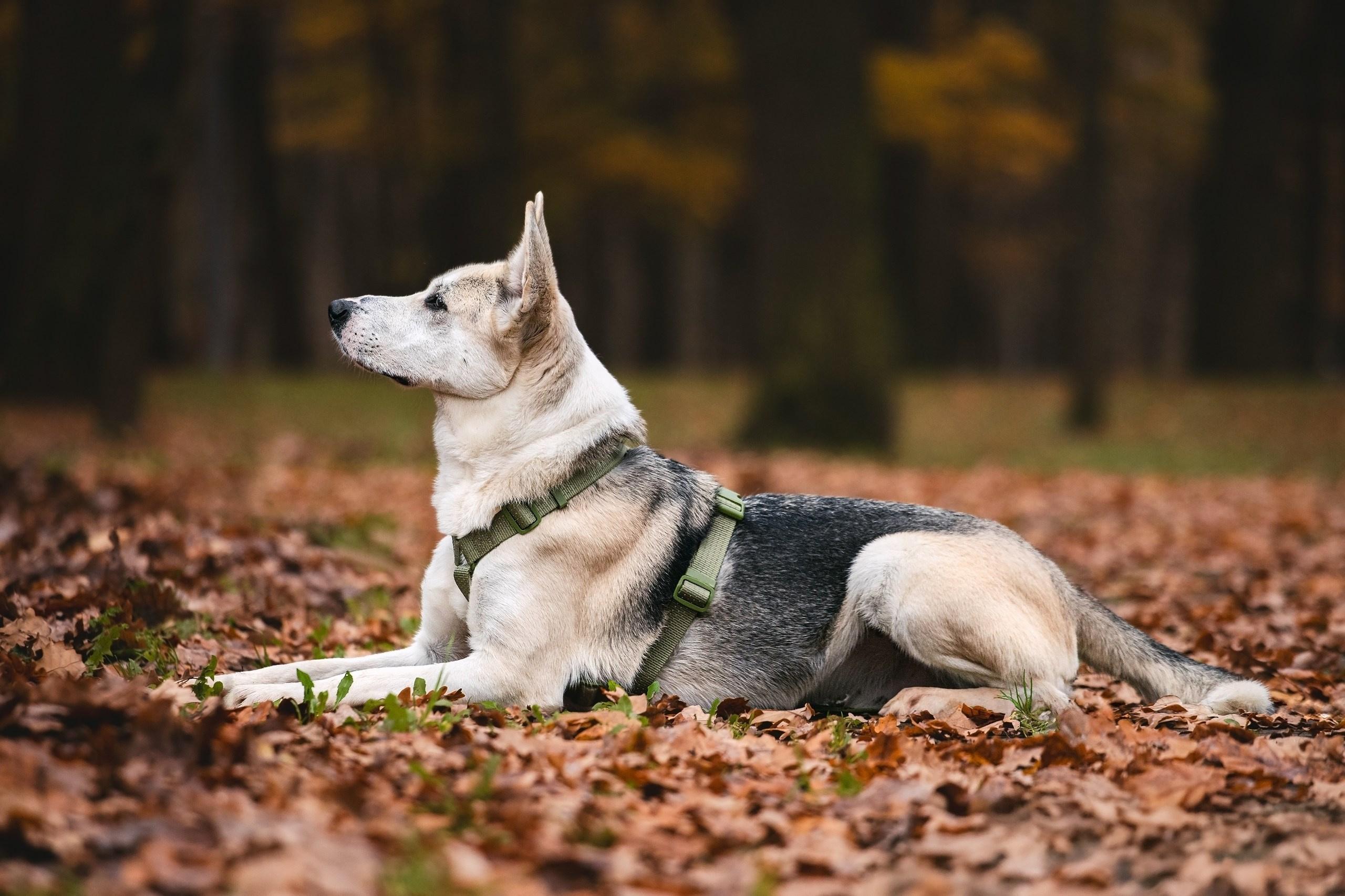 Собаки из приюта Дубовая роща осень 2025. Фотограф-анималист Татьяна Степанова