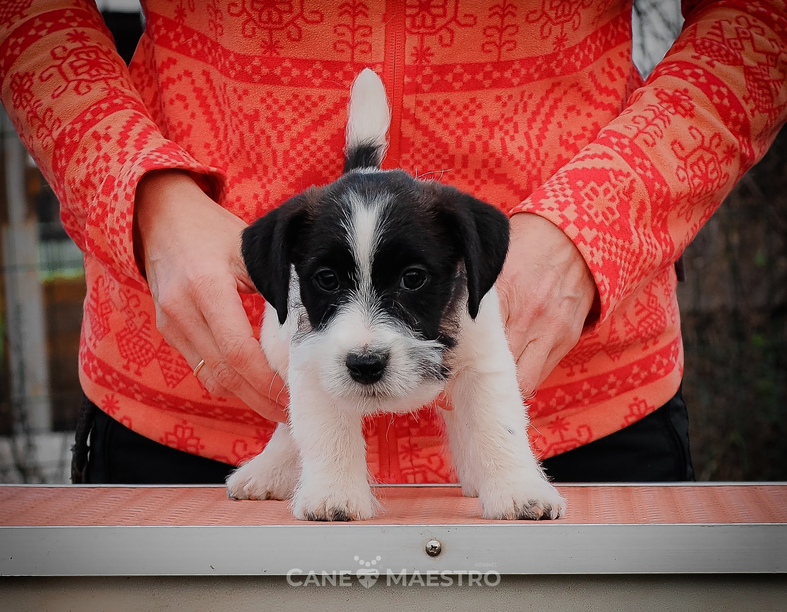 СУКА1_ЧЕРН_27_08_25. КАНЕ МАЭСТРО — питомник Джек рассел терьеров