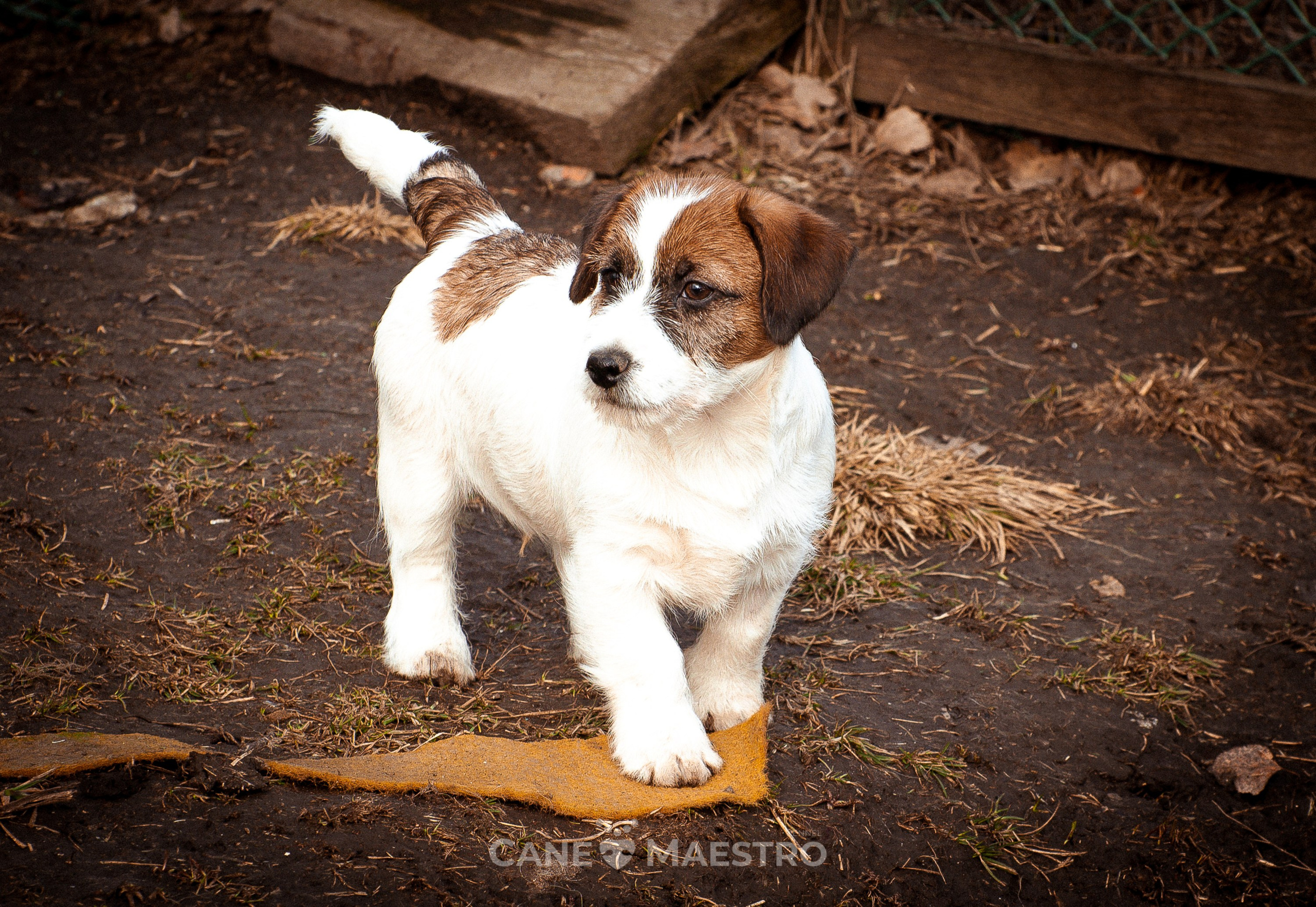Мальчик 2. Кобель бело-рыжий. Джек рассел терьер щенок. КАНЕ МАЭСТРО — питомник Джек рассел терьеров