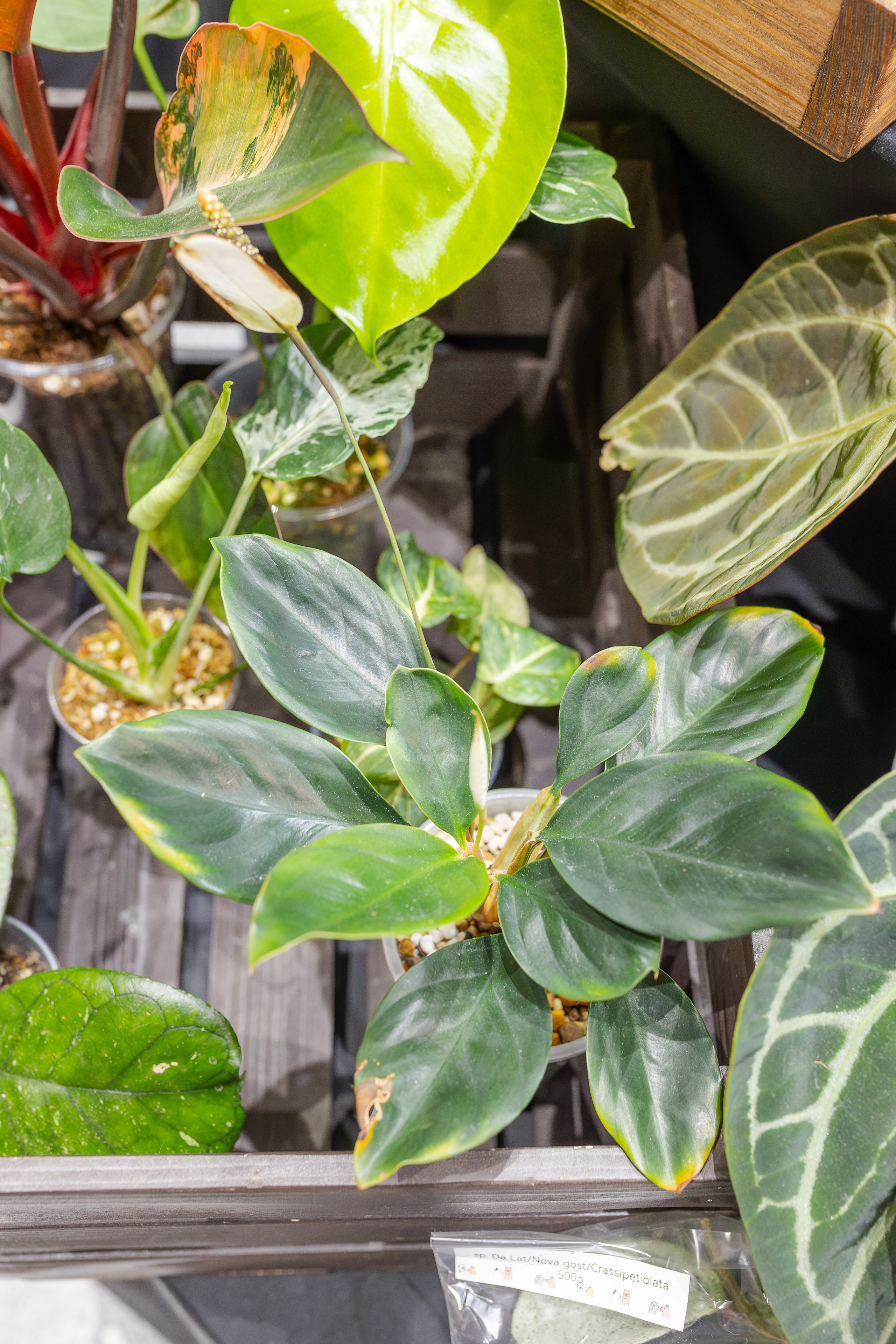 Монстериум апрель 2026. Александра Куликова фотограф, Москва