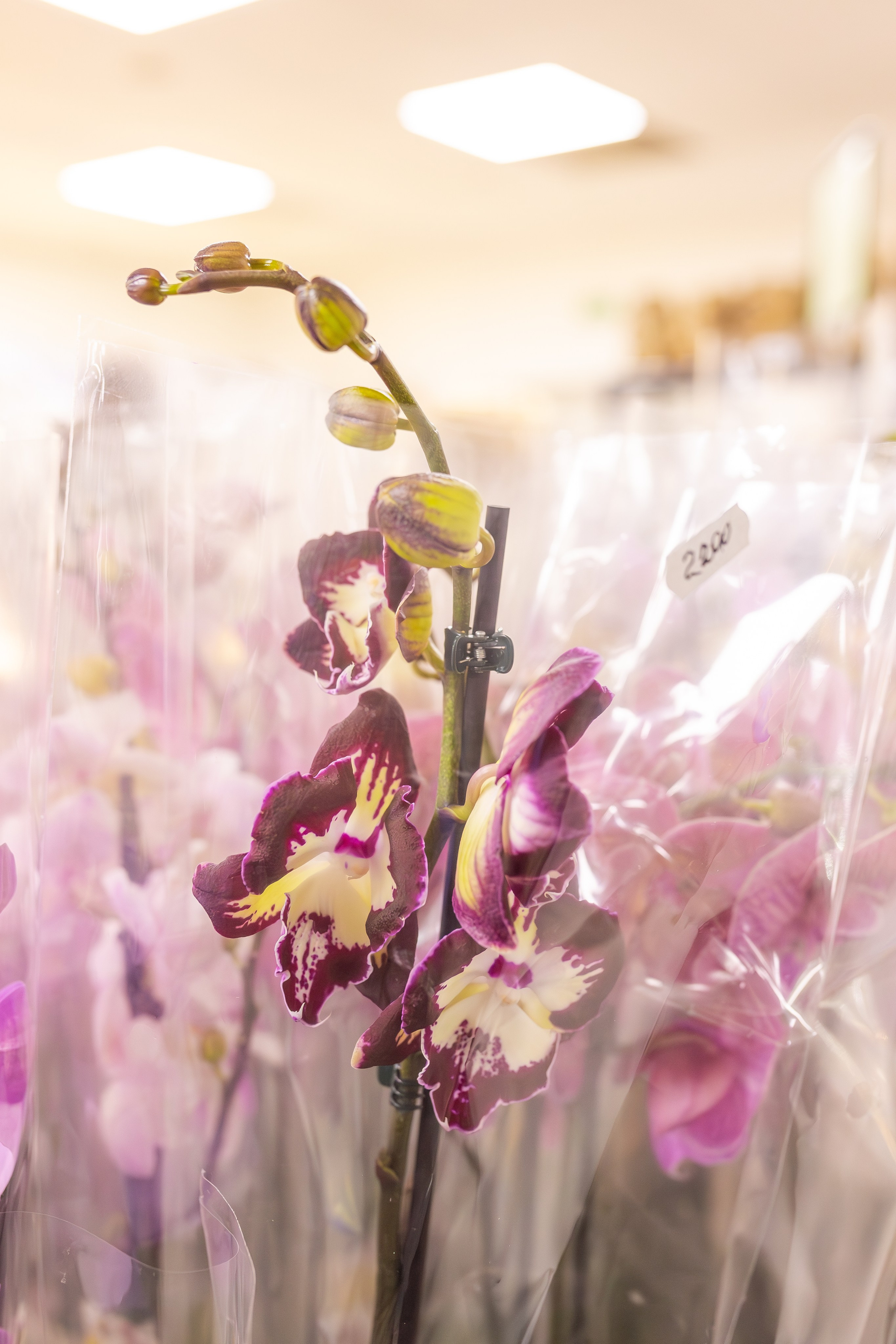 Орхидиум сентябрь 2025. Александра Куликова фотограф, Москва