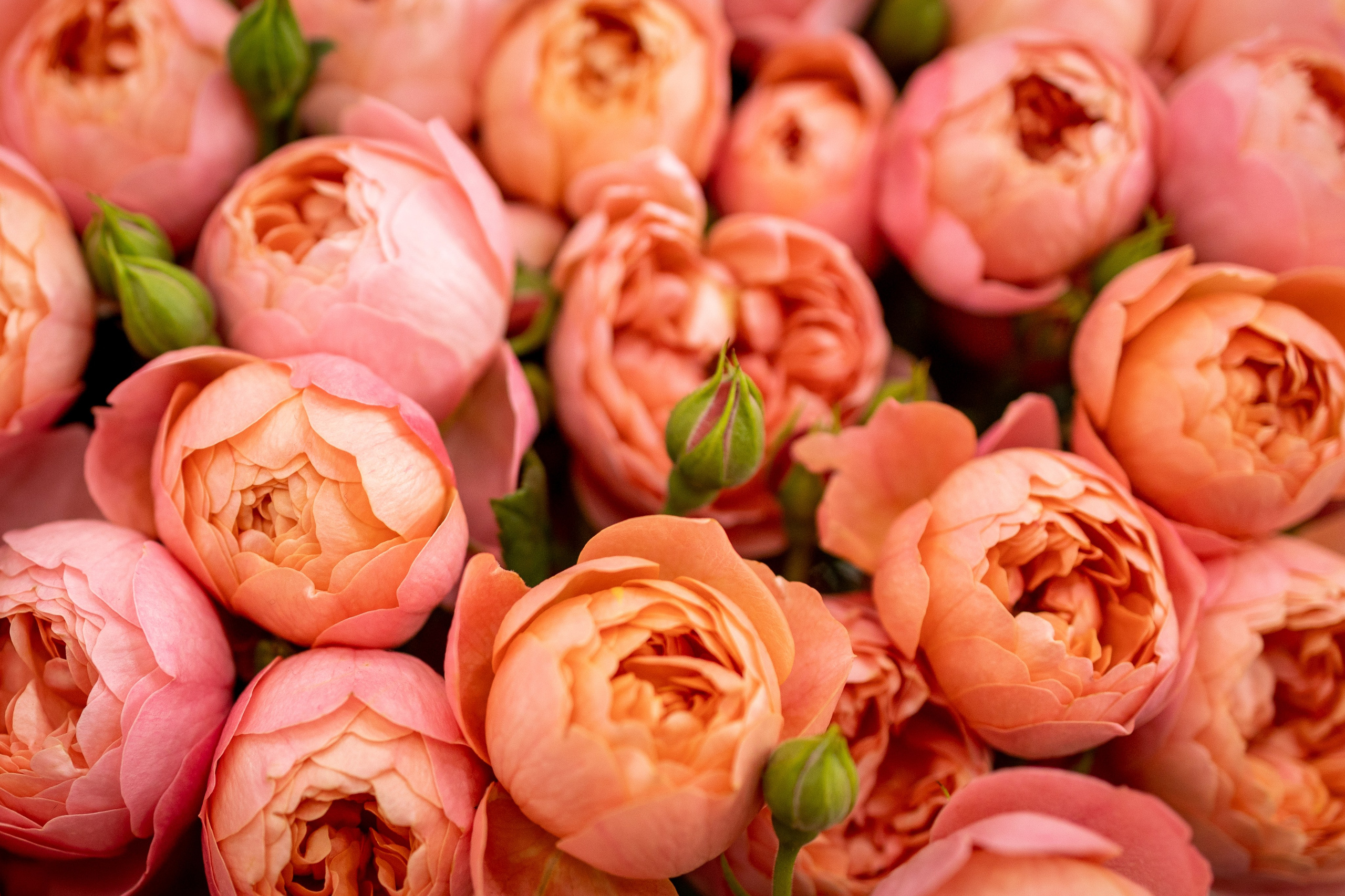 Цветы-Экспо 2025. Фотосессии и репортаж — Фотограф в Москве — Рина Серёгина