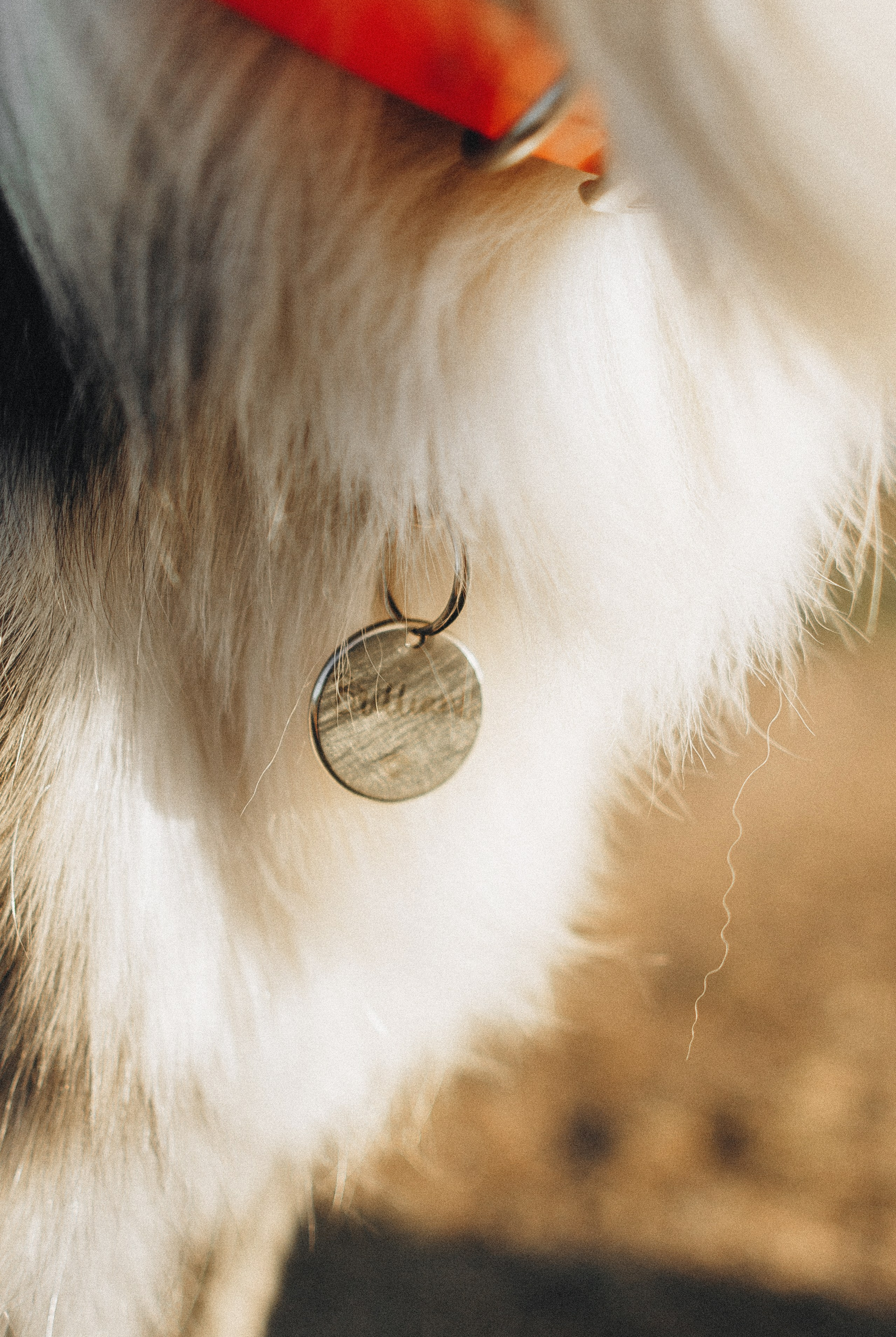 Таня и Бриллиант. Фотограф-анималист Богданова Полина