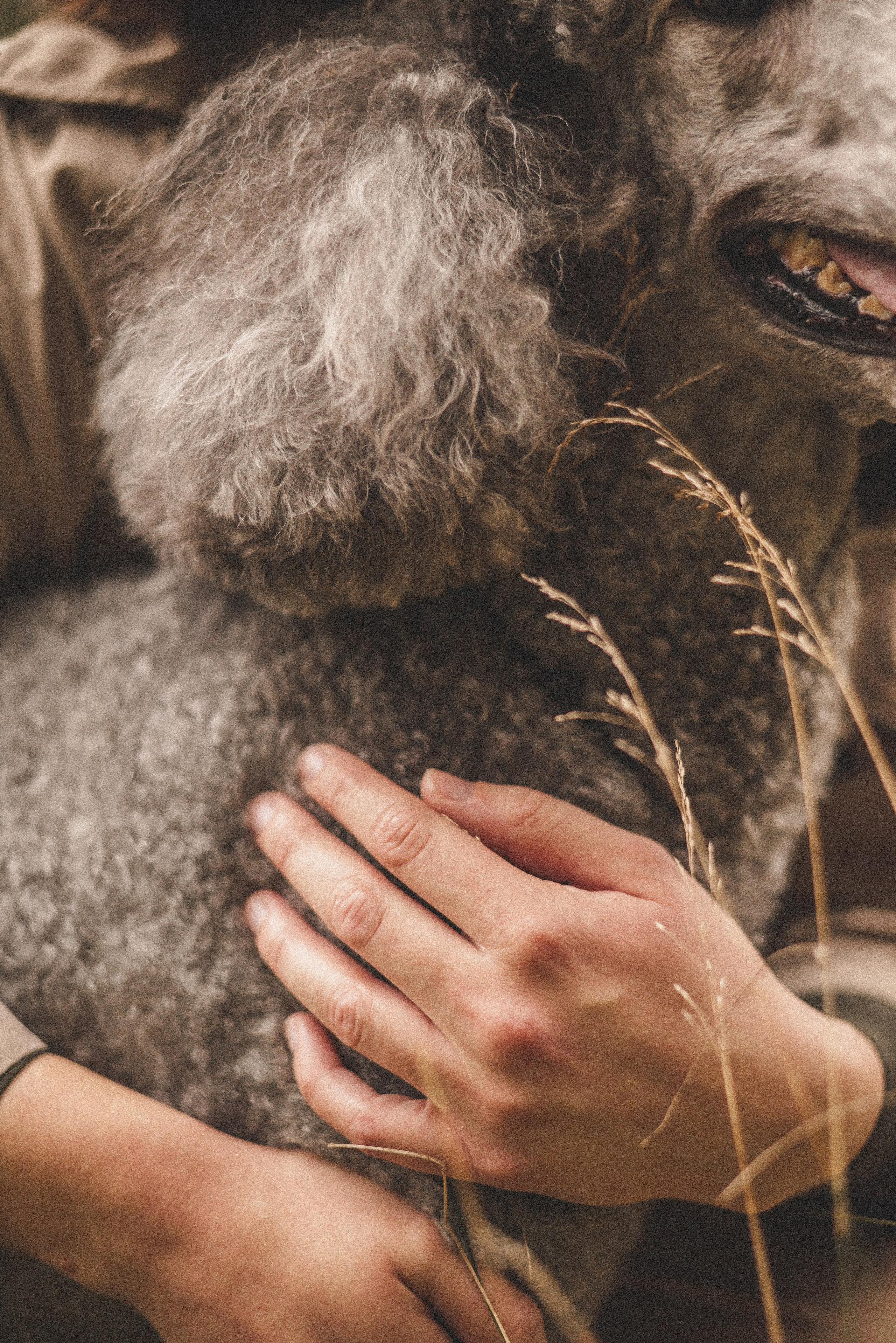 Алёна и Смоки. Фотограф-анималист Богданова Полина