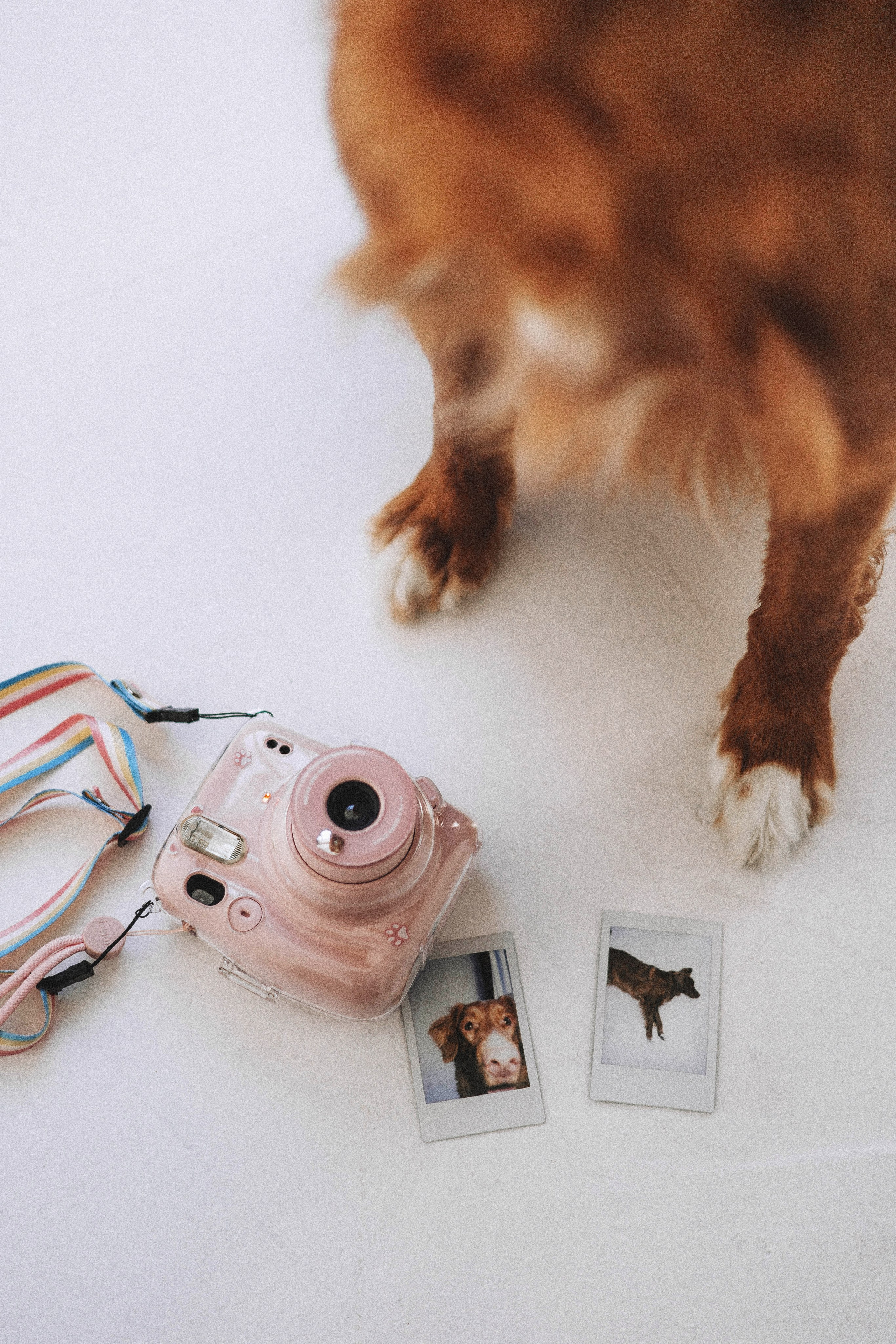 Аня и Лея. Фотограф-анималист Богданова Полина