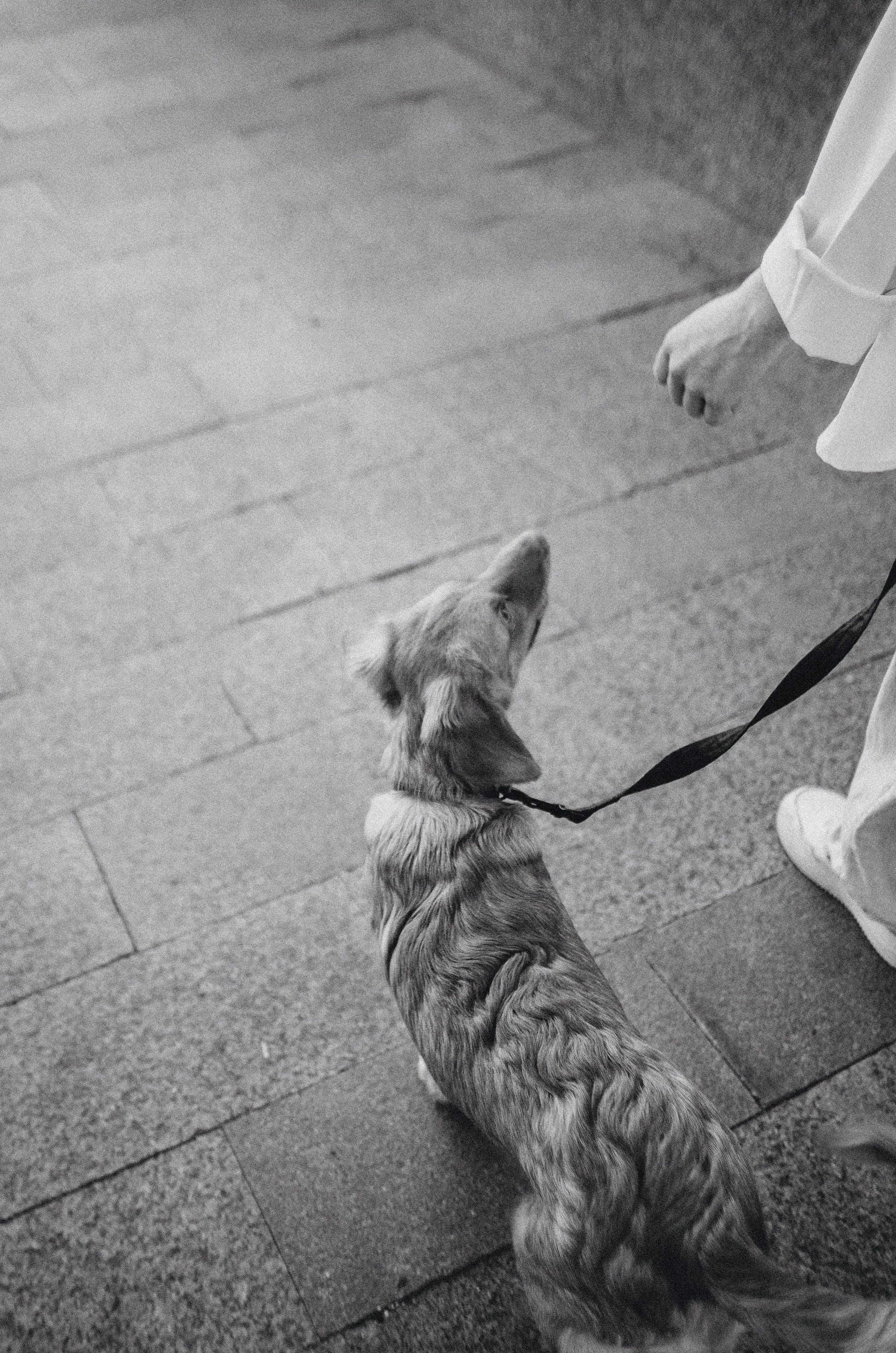 Вика и Хардин. Фотограф-анималист Богданова Полина