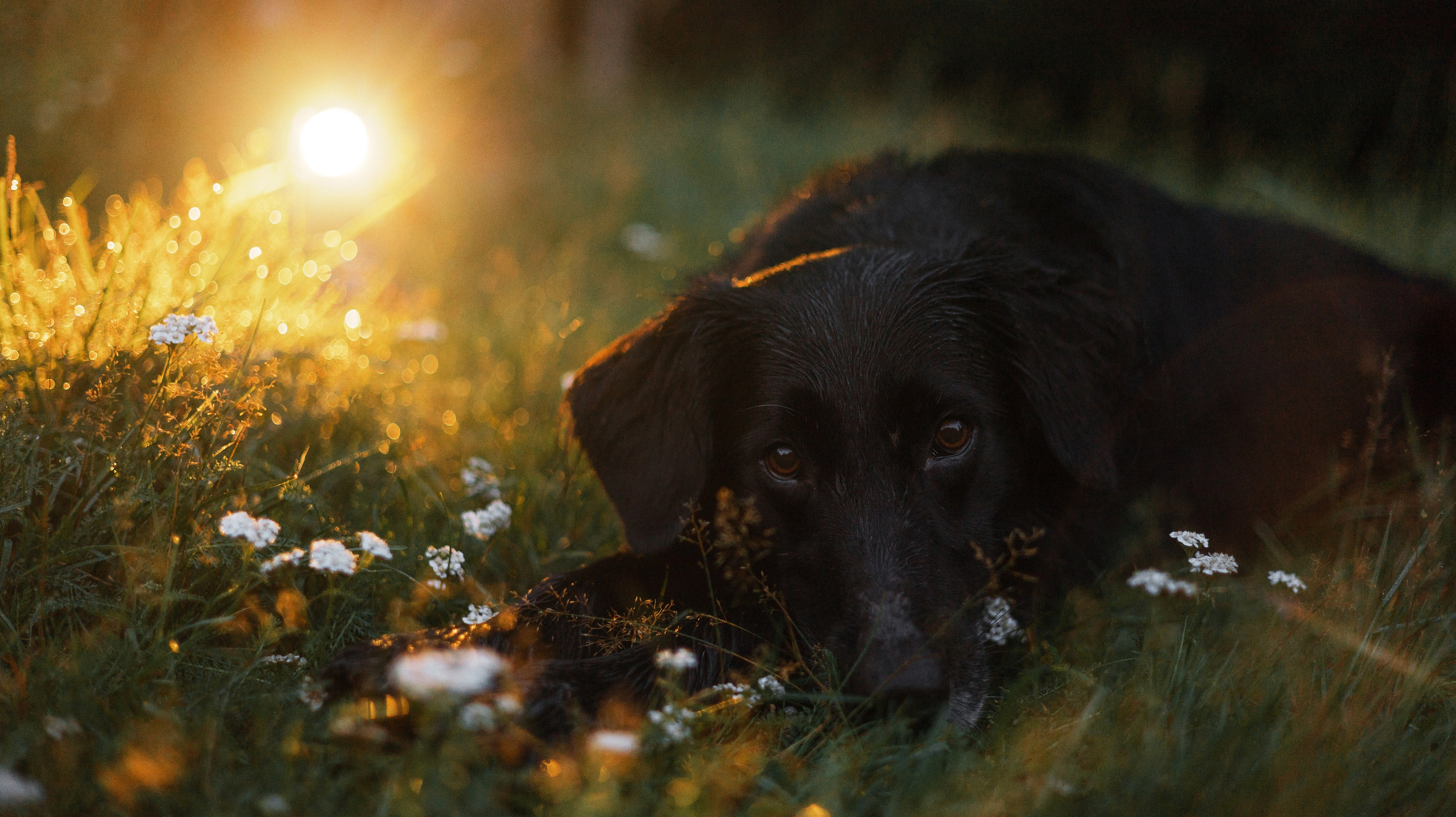 Лиза и Коди. Фотограф-анималист Богданова Полина