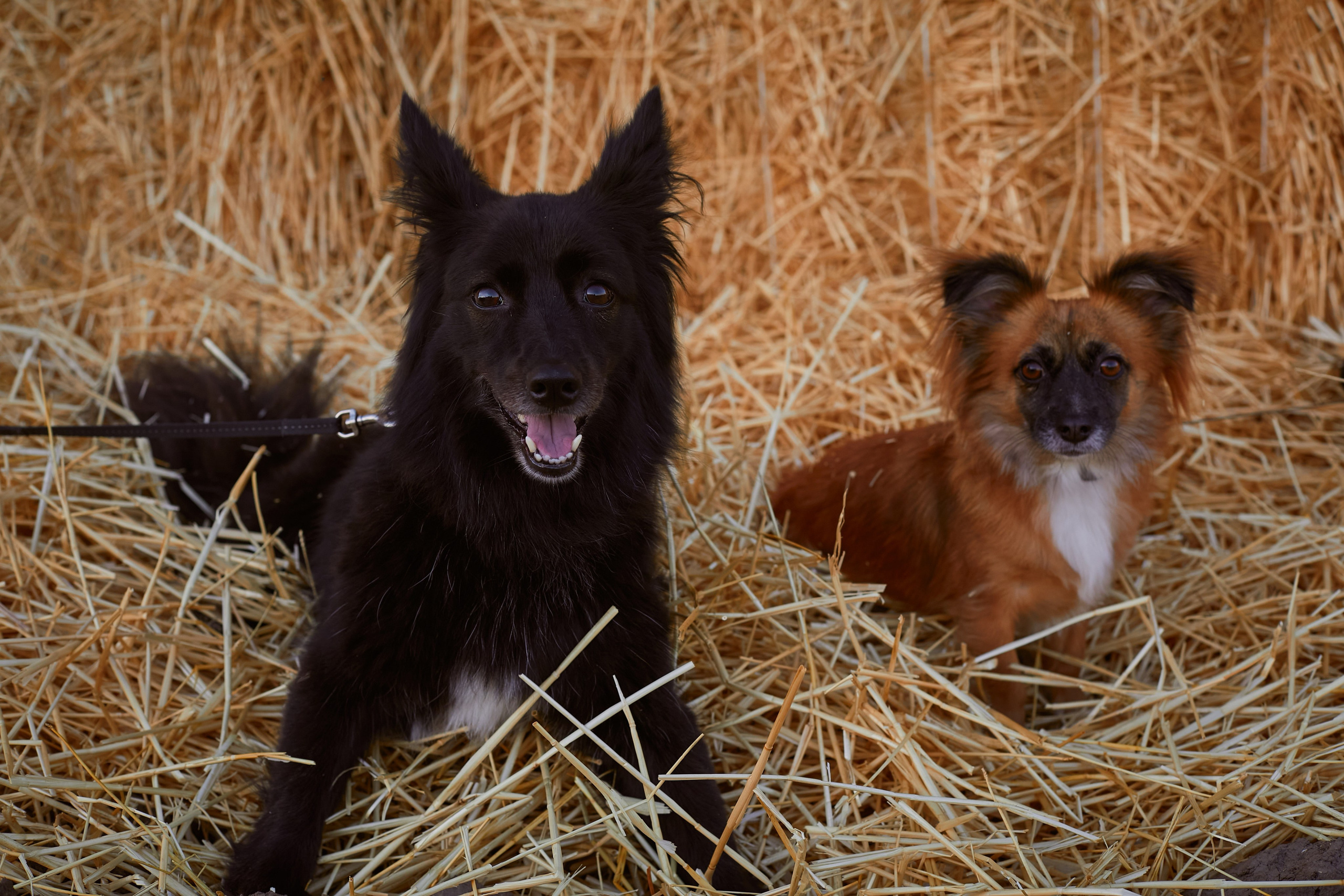 «Семья с лапками». Свадебный и креативный фотограф в ЮФО и МСК