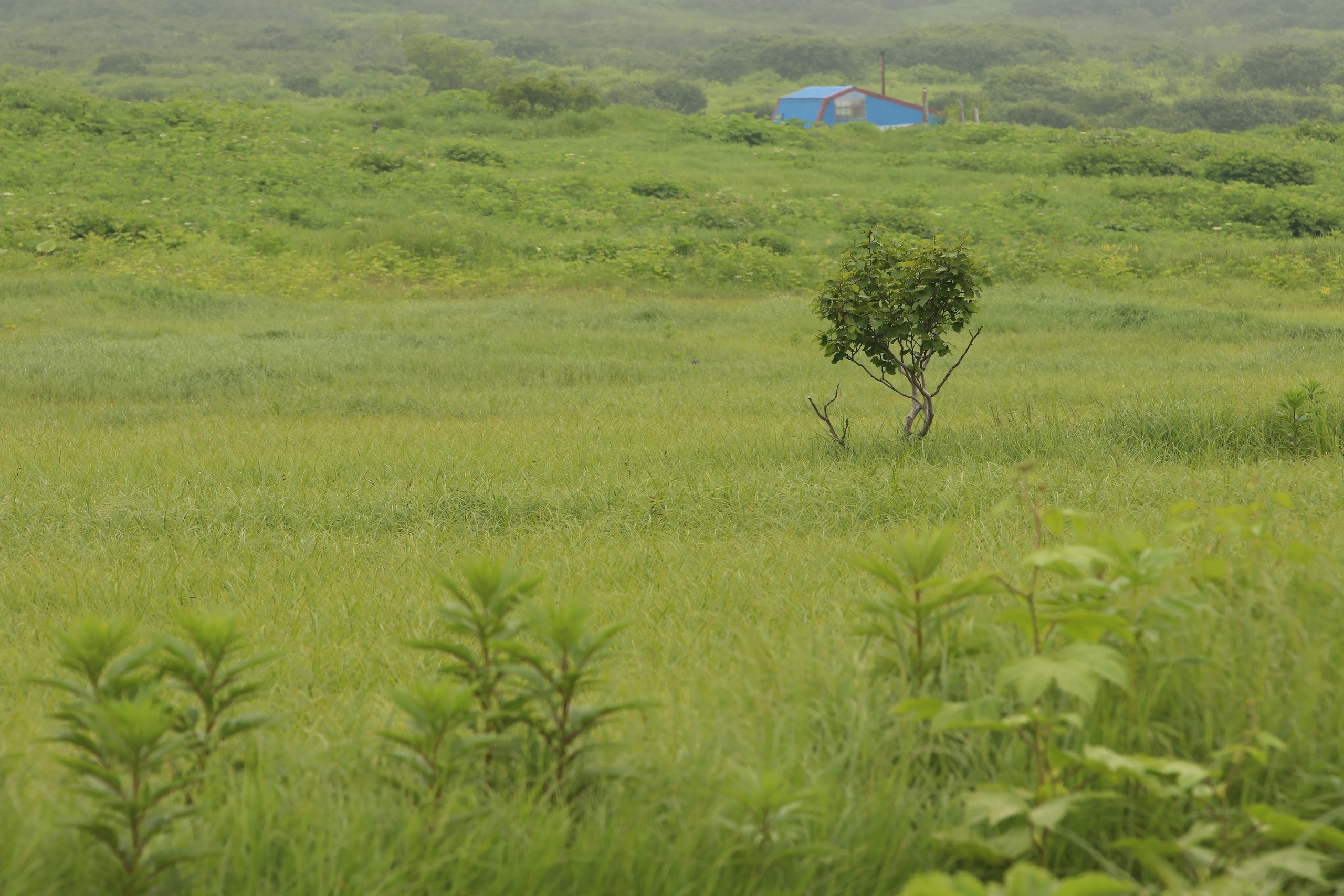 Камчатка и о. Парамушир. Июль 2024. Путешественник-фотограф из Санкт-Петербурга Татьяна Свистулина