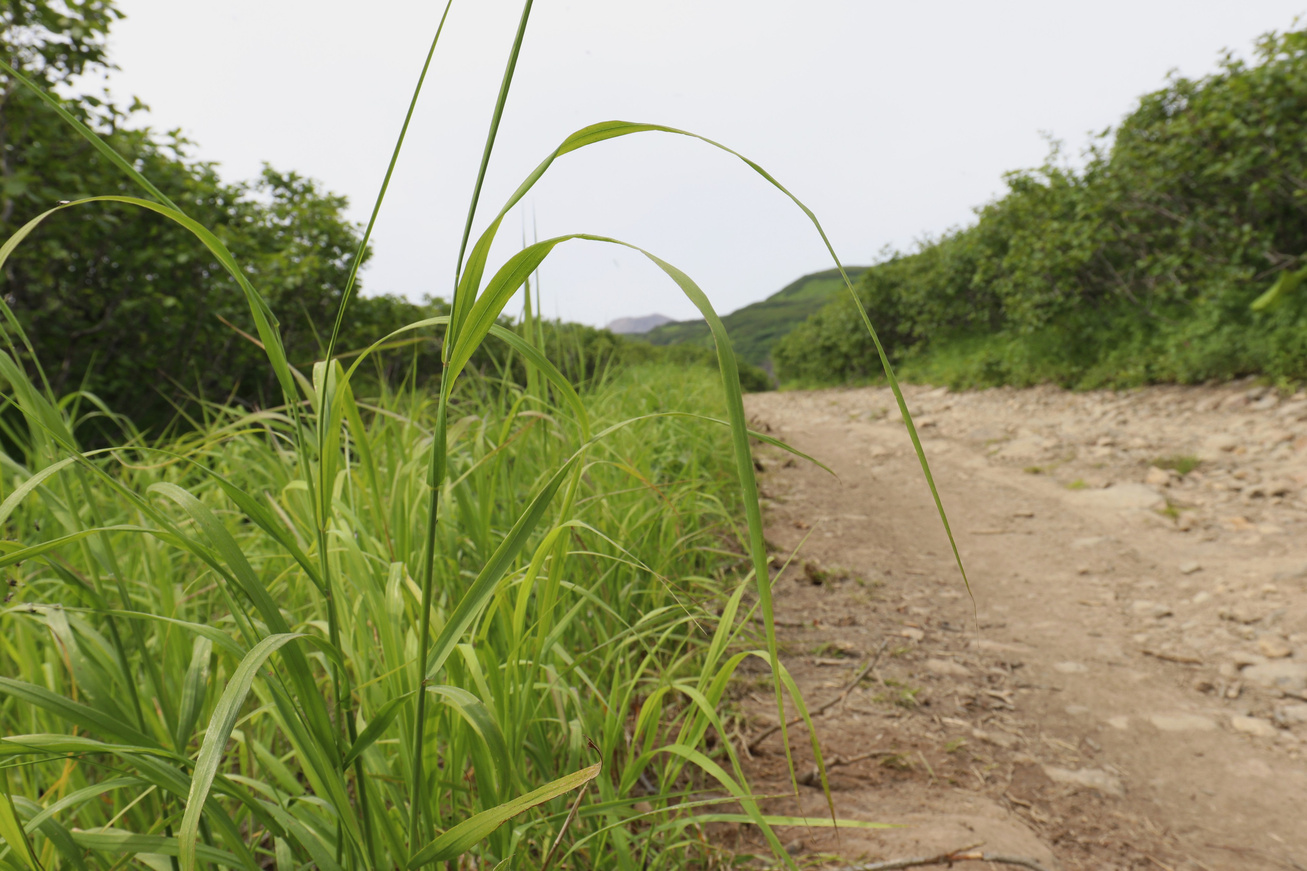Камчатка и о. Парамушир. Июль 2024. Путешественник-фотограф из Санкт-Петербурга Татьяна Свистулина