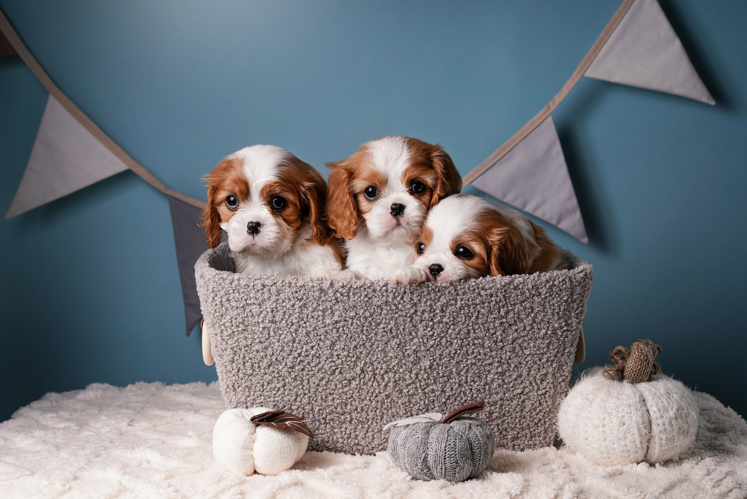 Щенки кавалера. Фотограф-анималист в Санкт-Петербурге Яна Мартынова