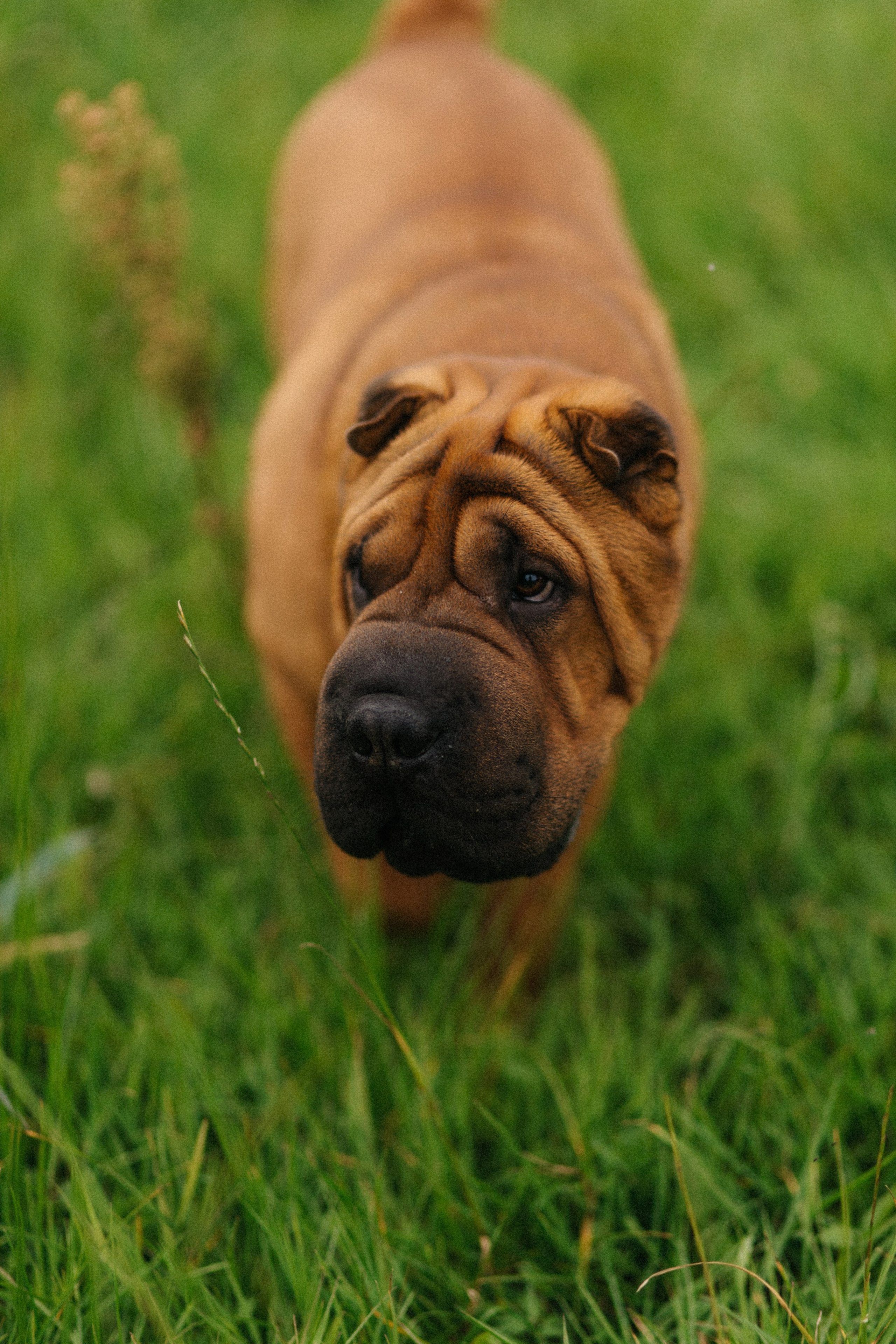 Свадебный фотограф и видеограф