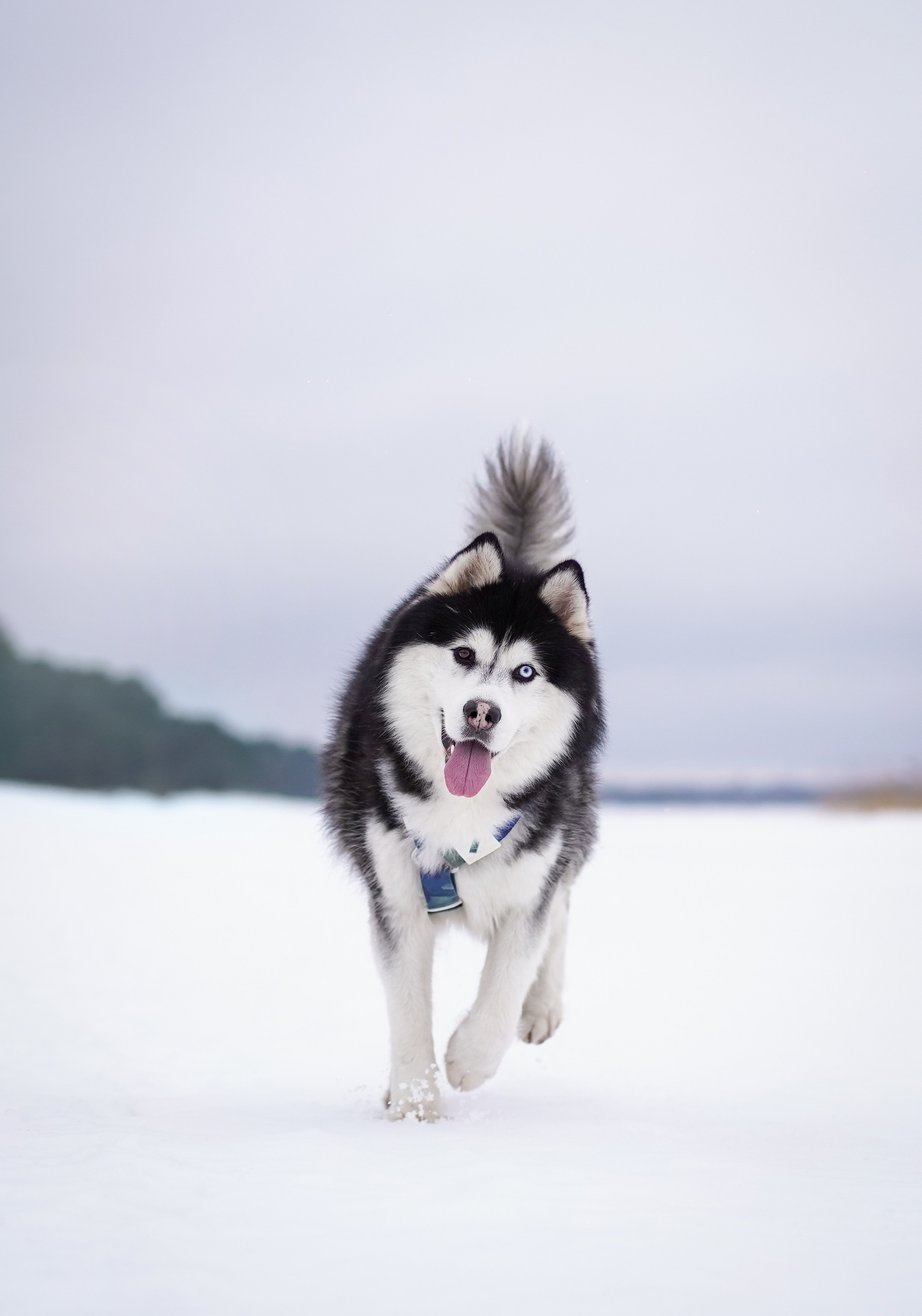 Лора Джанго и Хэппи. Фотограф-анималист в Санкт-Петербурге Яна Мартынова