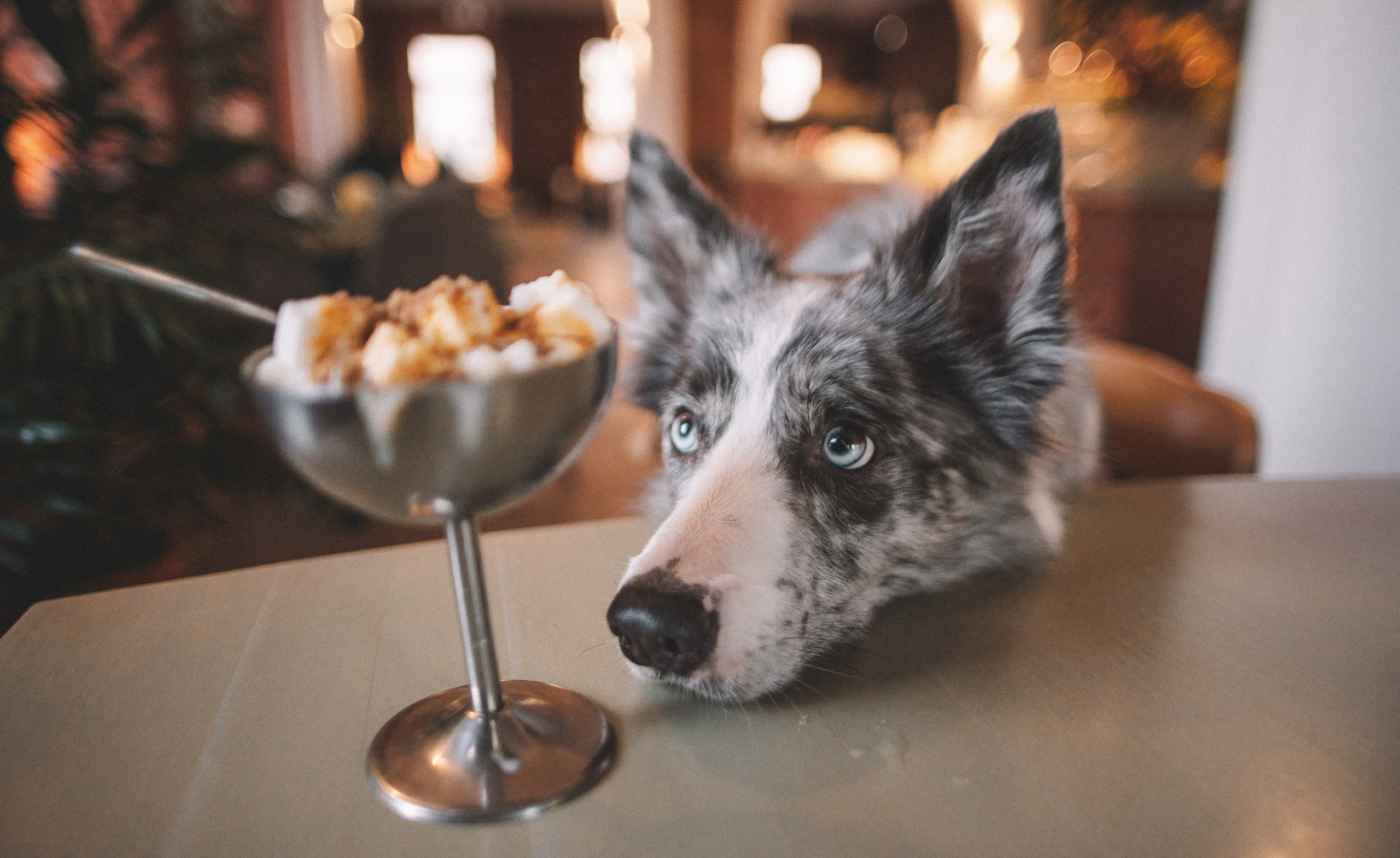 Диана и Робин. Фотограф-анималист Богданова Полина