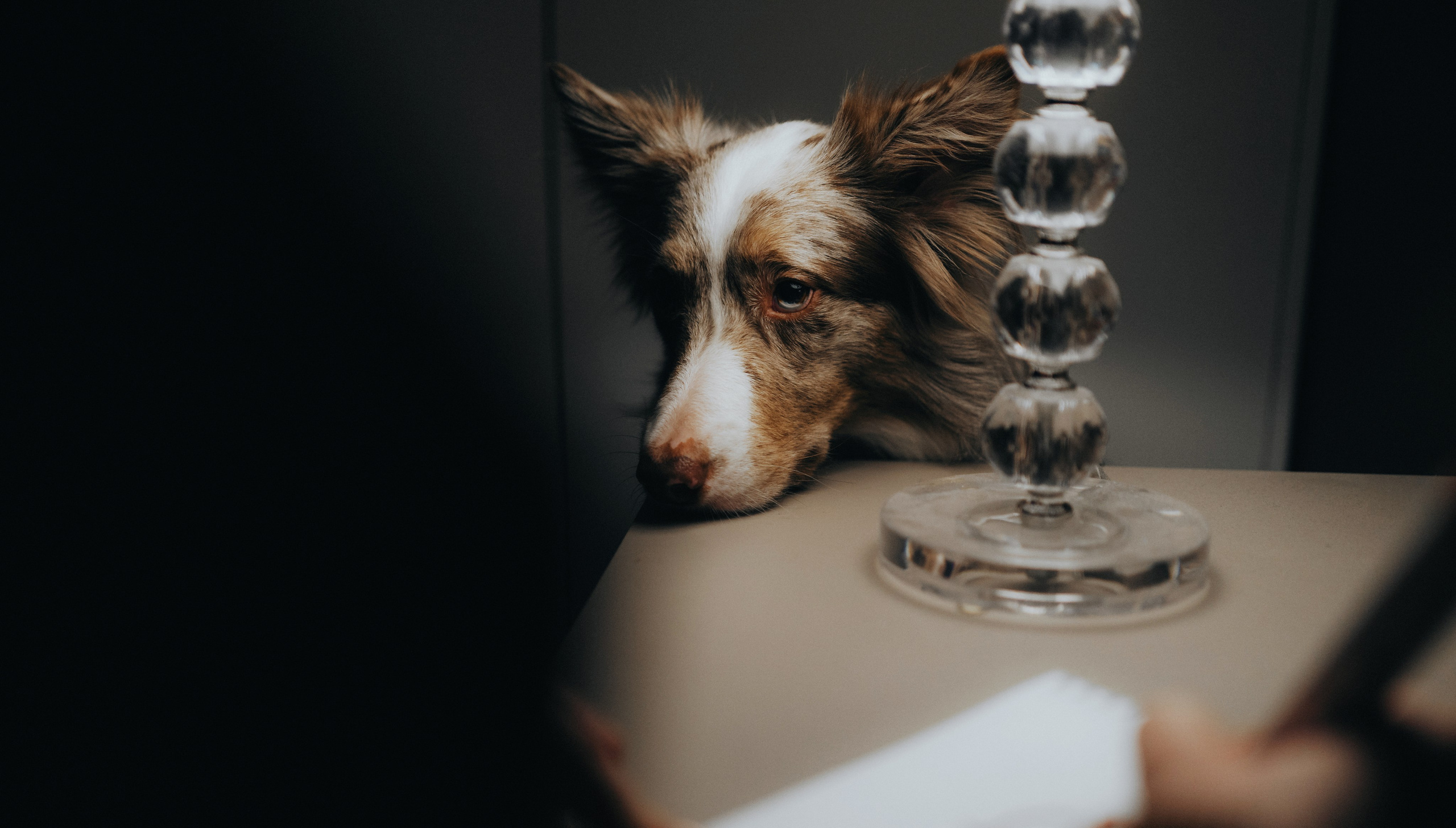 Аня и Дэймон. Фотограф-анималист Богданова Полина