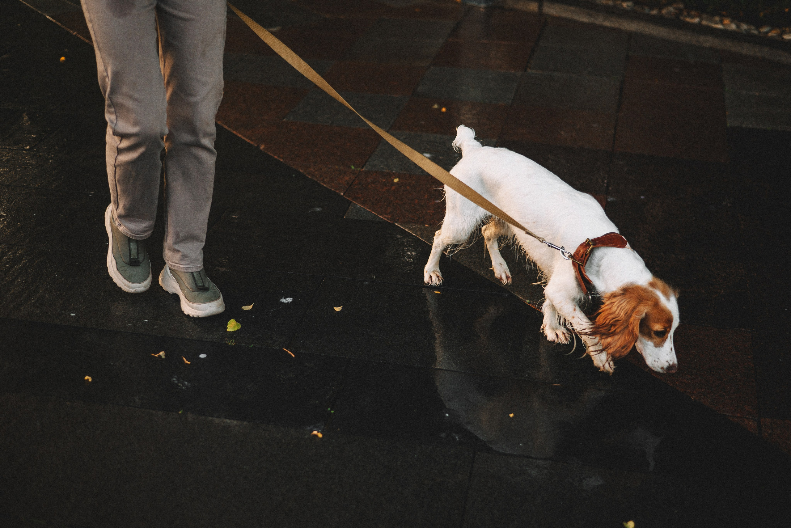 Маша и Вега. Фотограф-анималист Богданова Полина