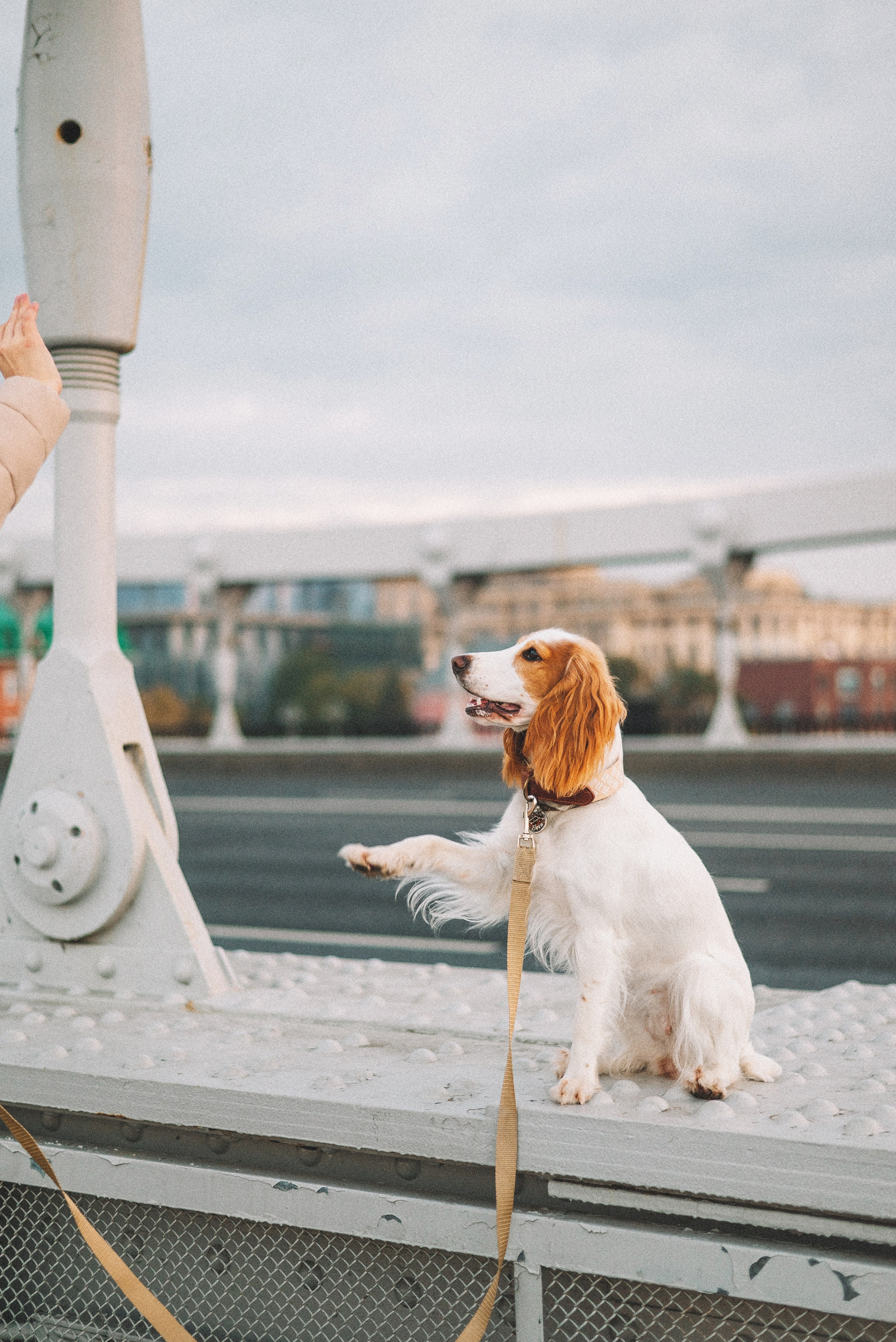 Маша и Вега. Фотограф-анималист Богданова Полина