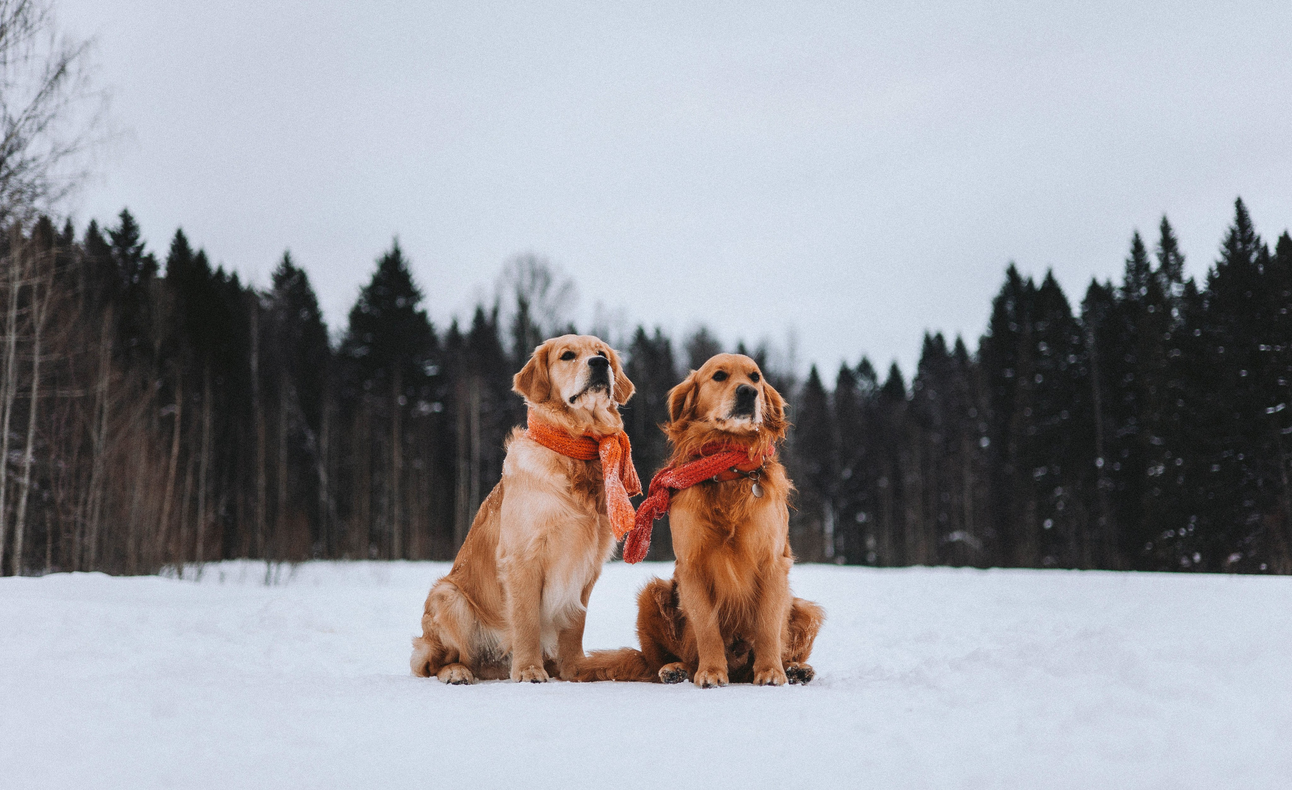 Саша, Юля, Грэй и Джой. Фотограф-анималист Богданова Полина