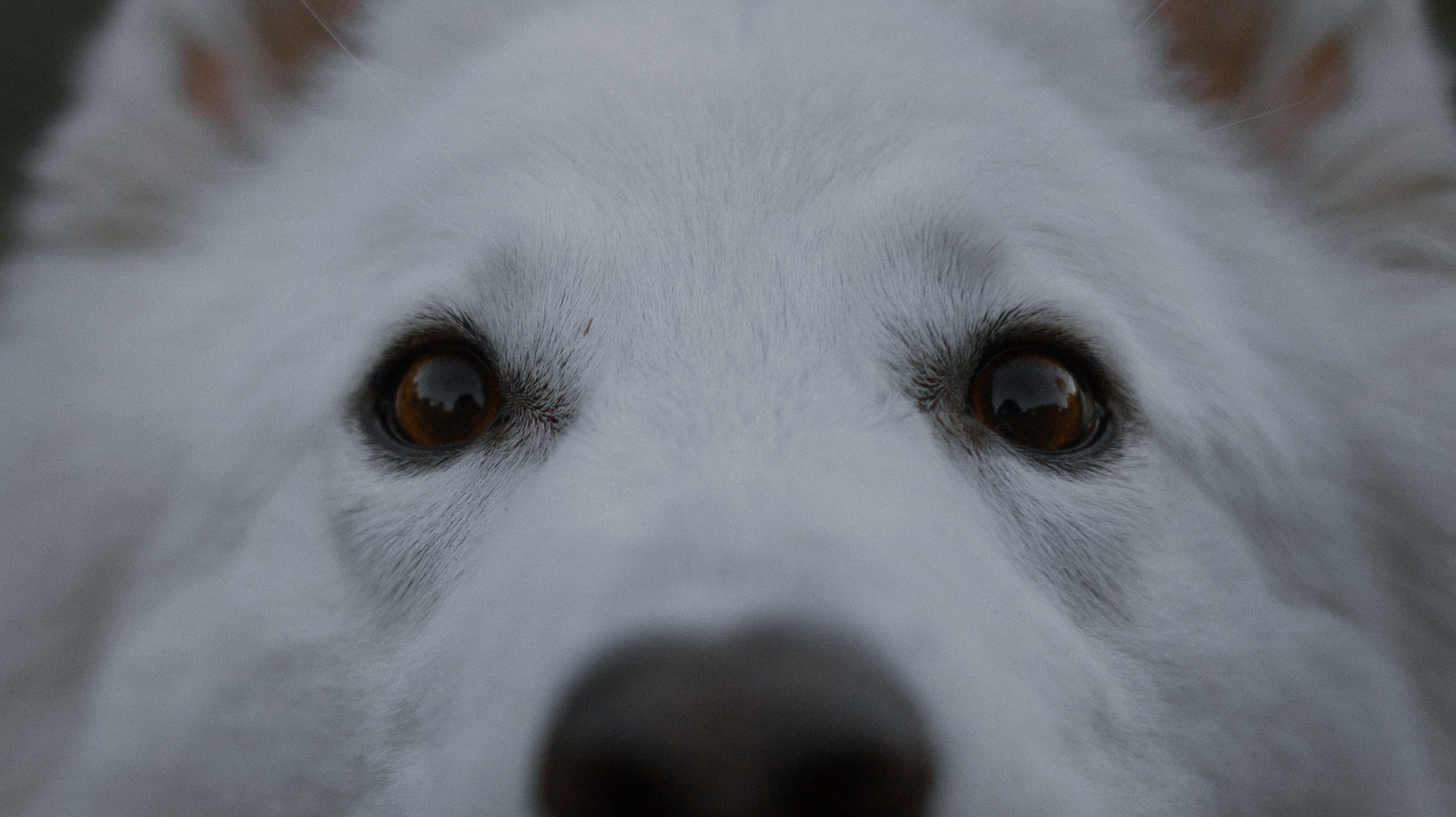 Вика и Уля. Фотограф-анималист Богданова Полина