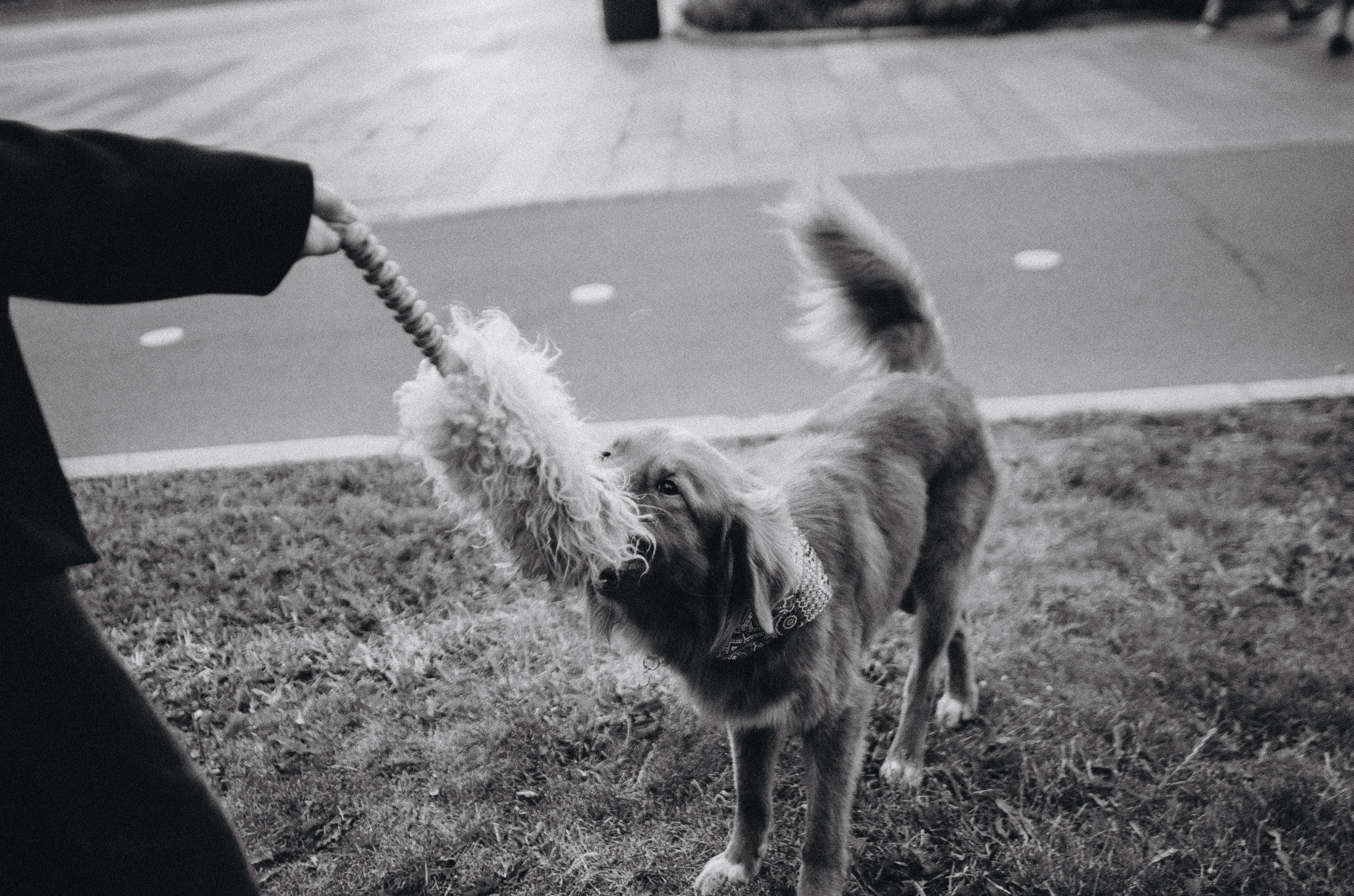 Алина и Бис. Фотограф-анималист Богданова Полина