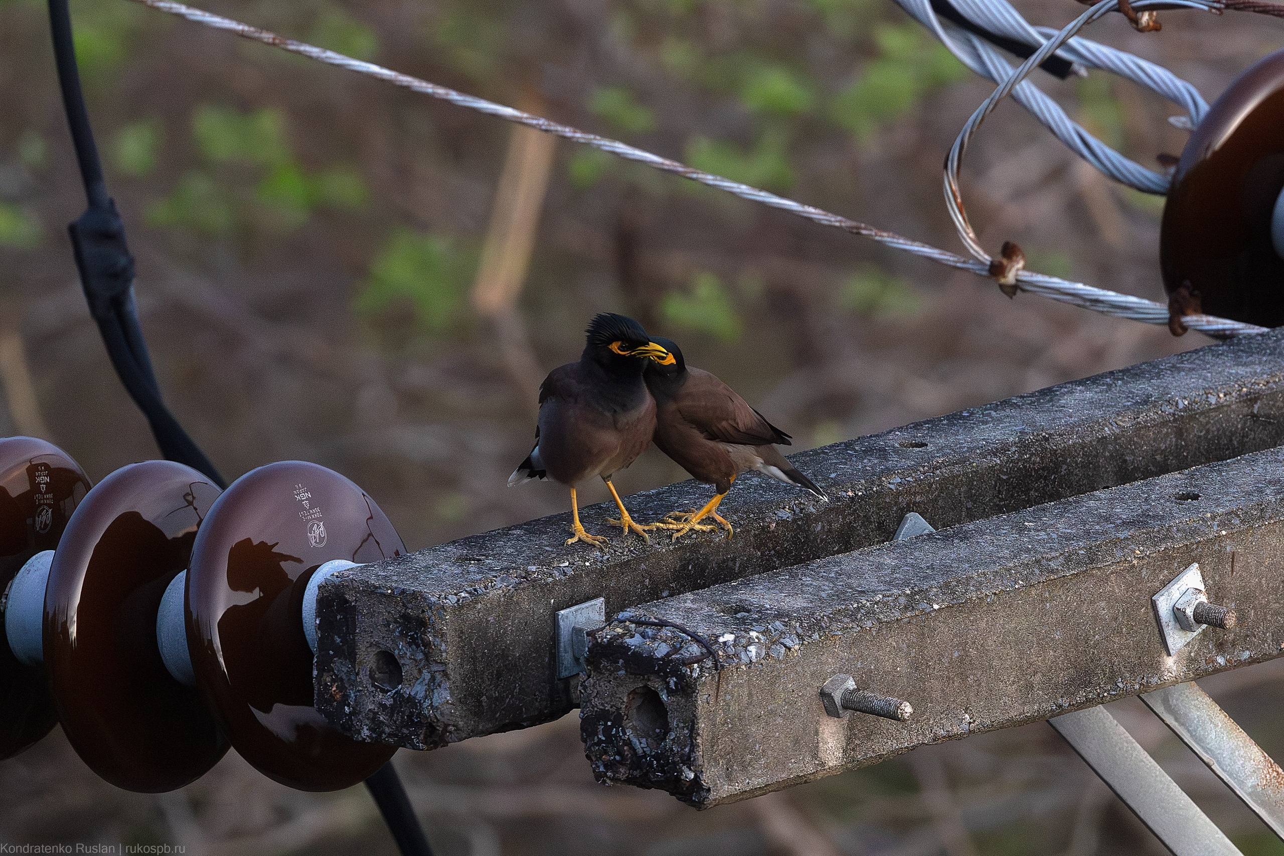 Обыкновенная майна. Архитектурный и пейзажный фотограф Кондратенко Руслан, Санкт-Петербург