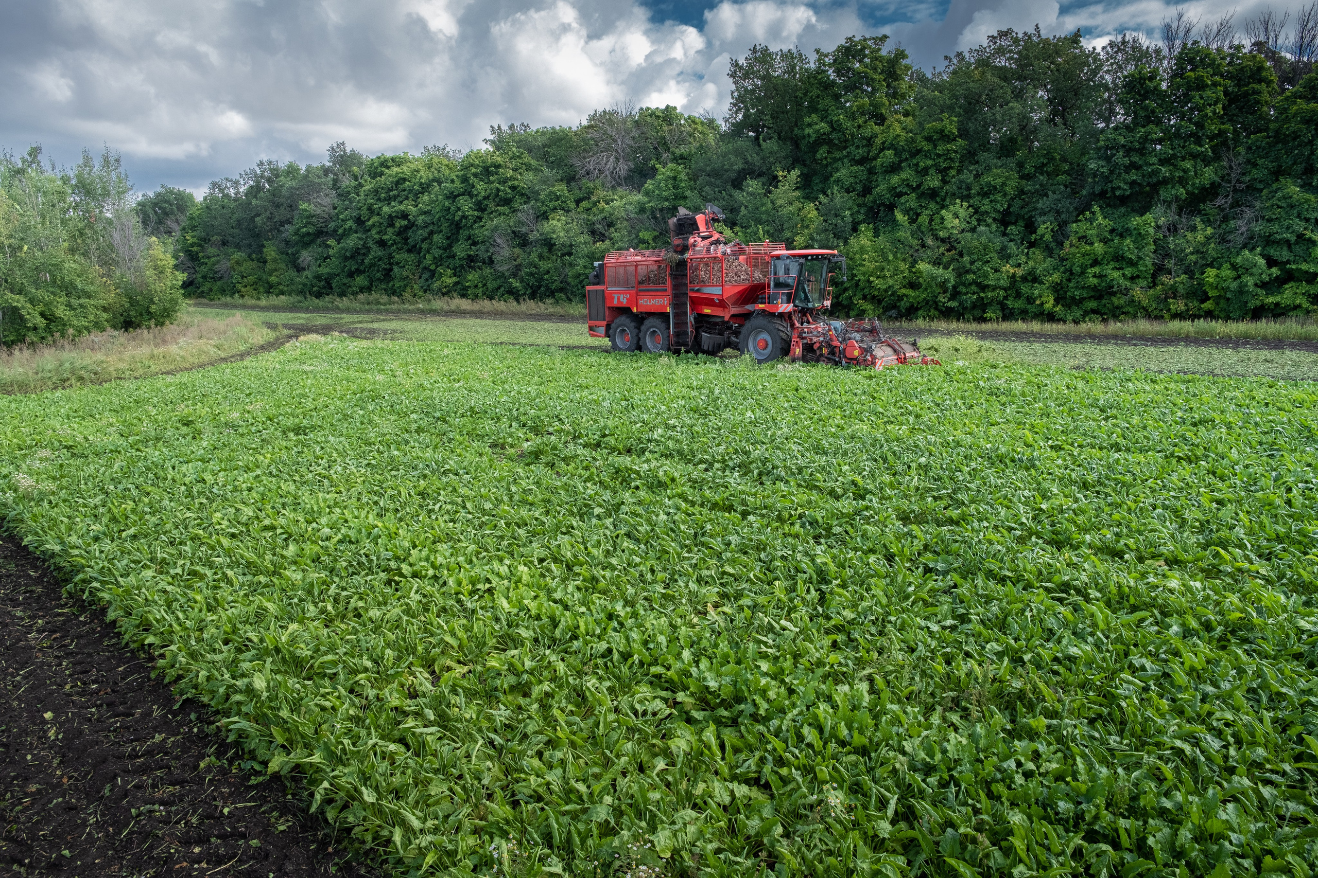 Уборка сахарной свеклы