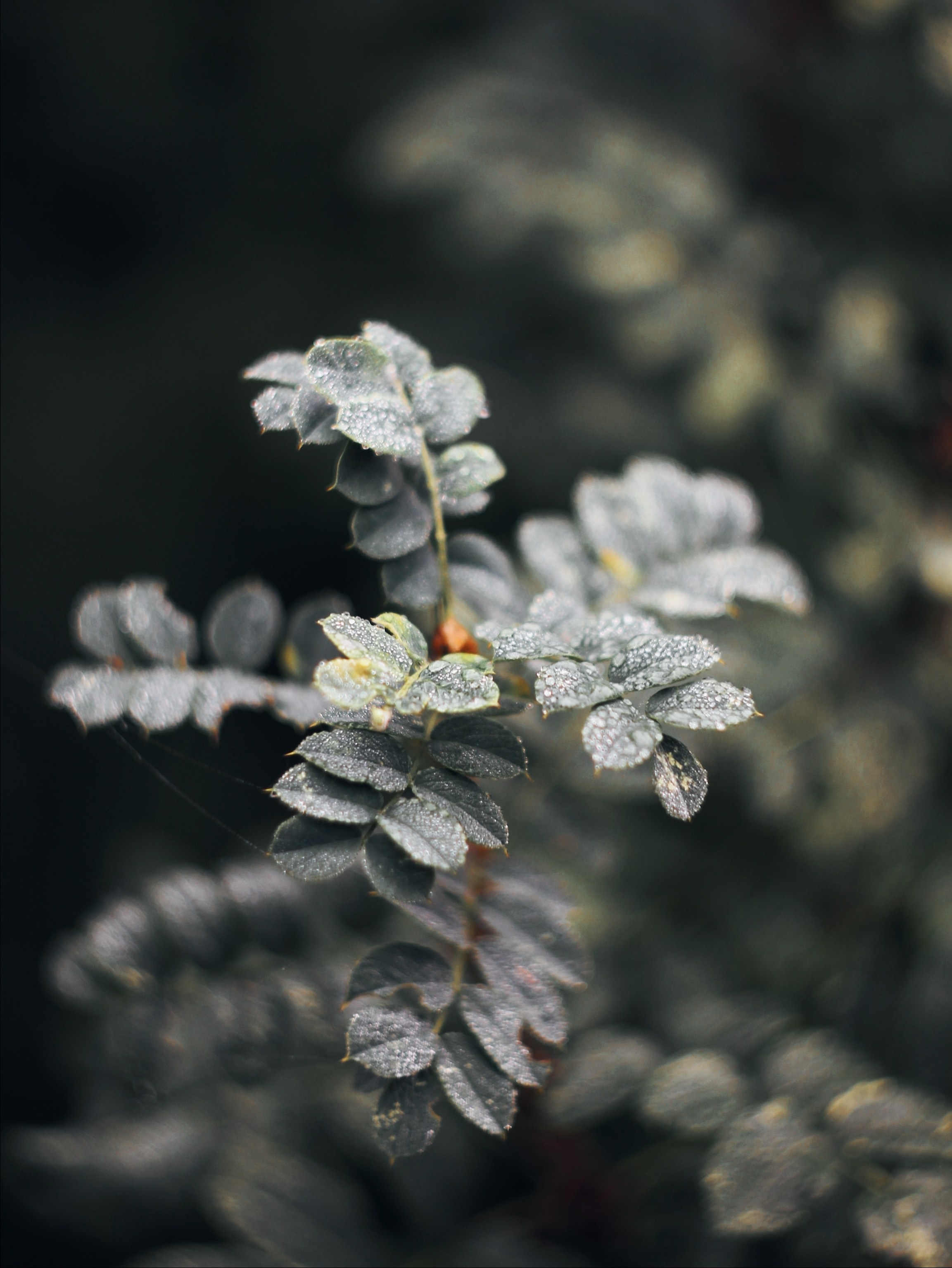 Меланхолия августа. С любовью, фотохудожник