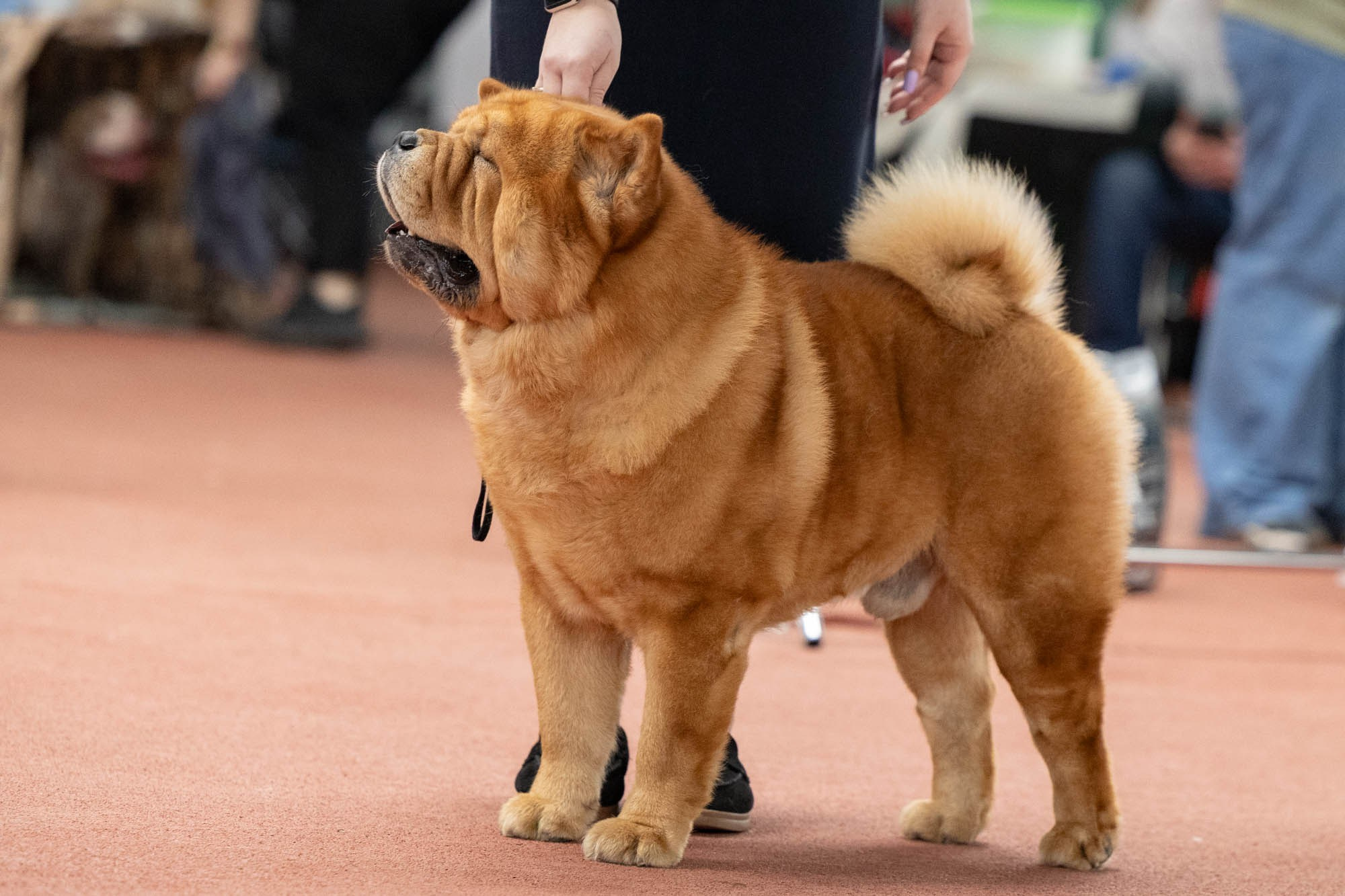 IDBC. Виктория Михайловская. Фотограф-анималист. Москва