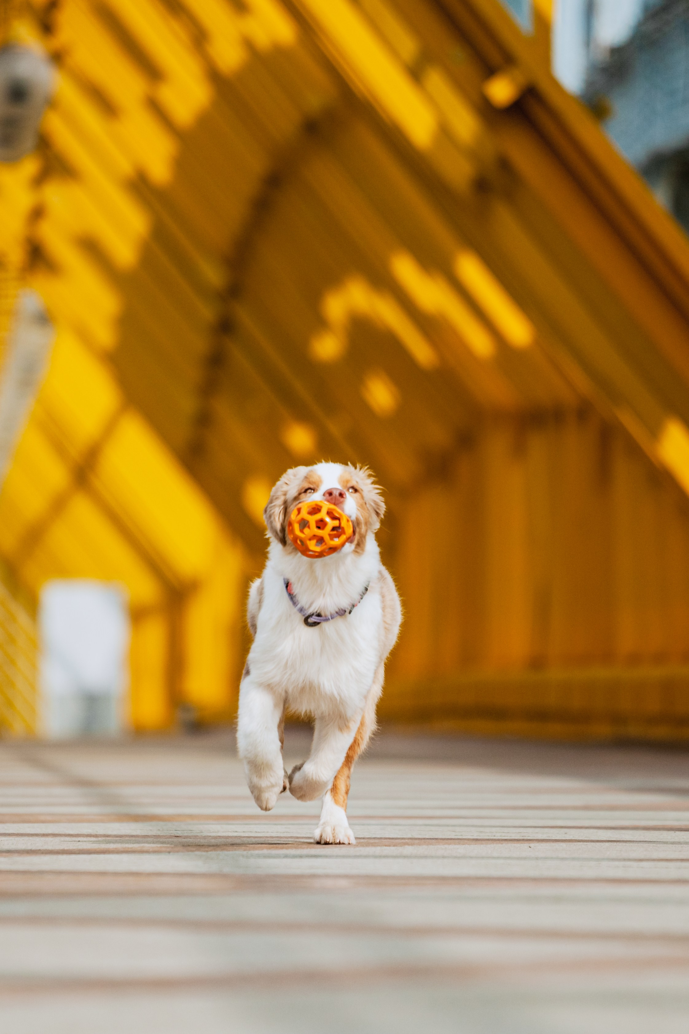 Андреевский мост. Фотограф-анималист Татьяна Степанова