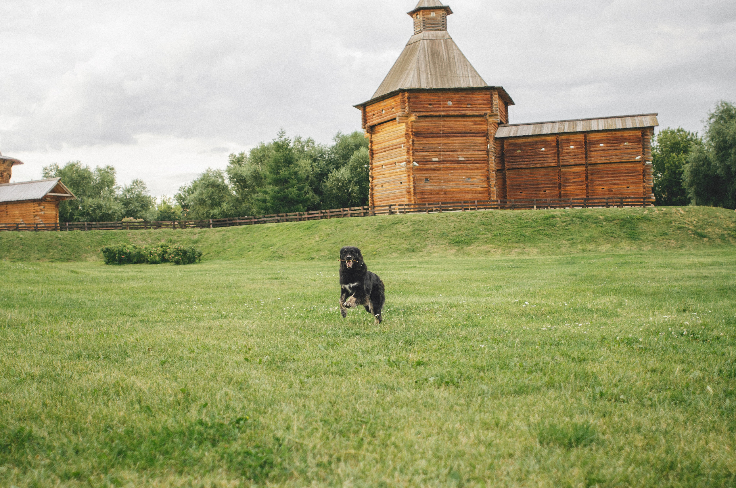 Анна и Марко. Фотограф-анималист Богданова Полина