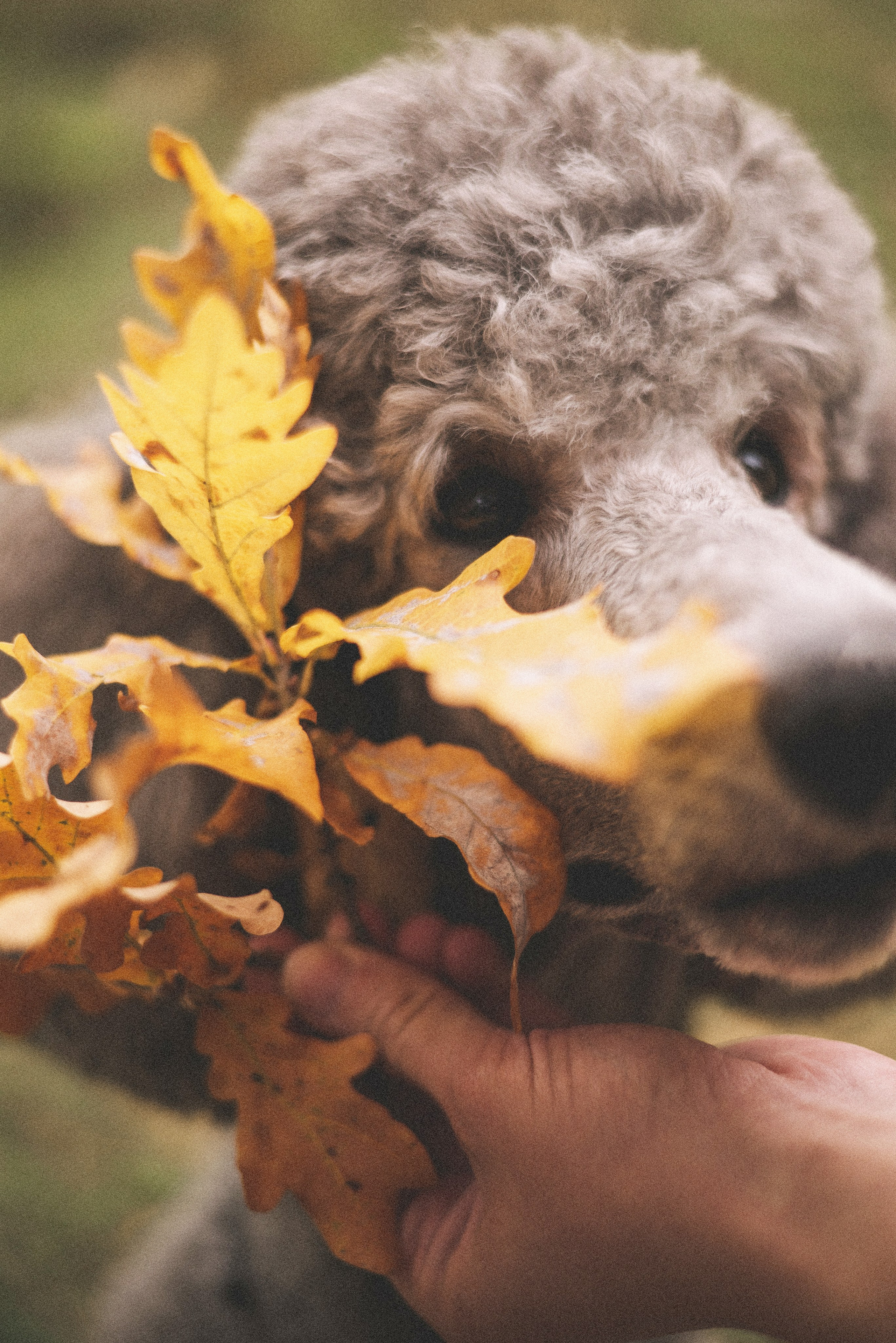 Алёна и Смоки. Фотограф-анималист Богданова Полина