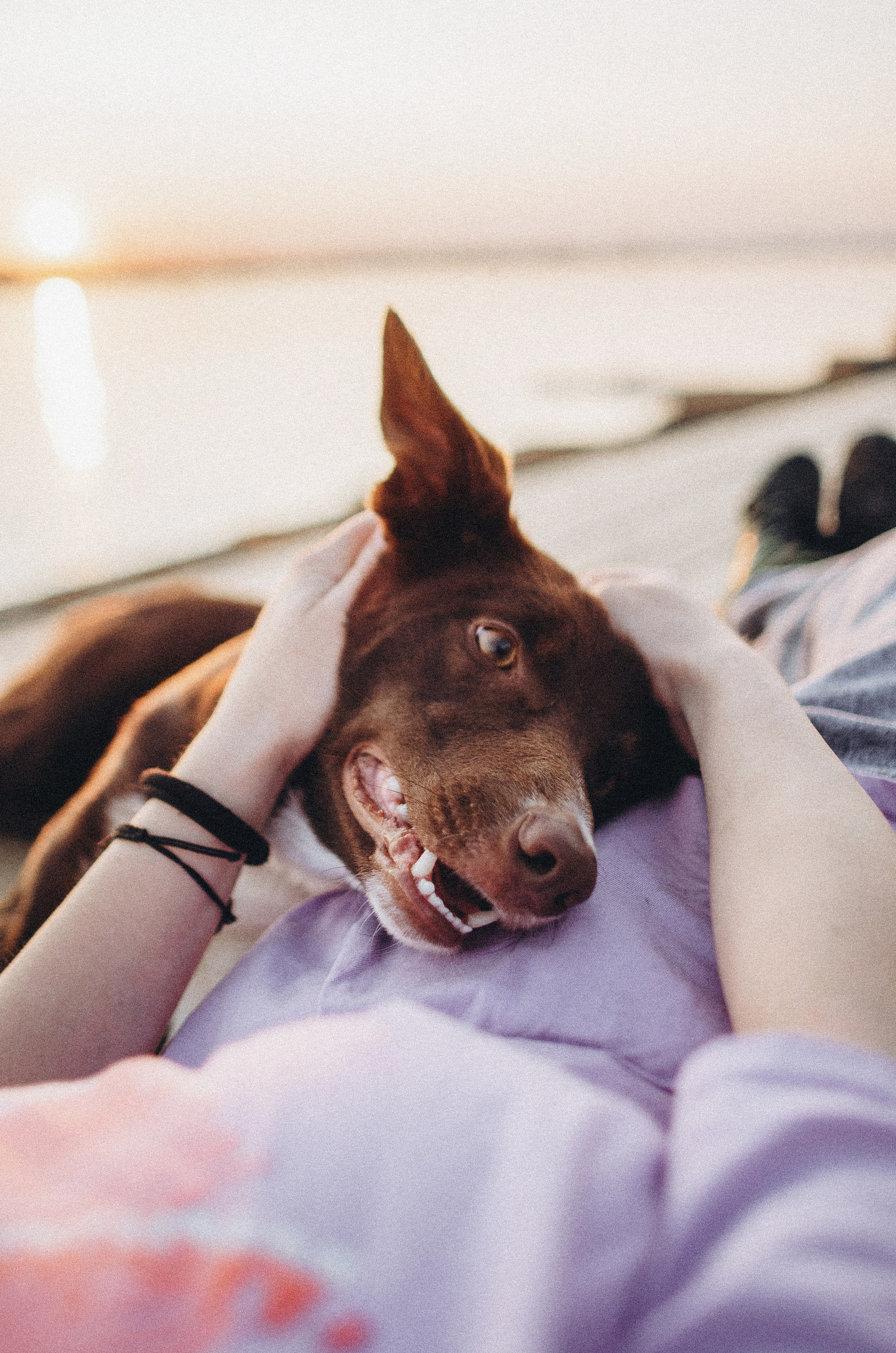 Вика и Эсса. Фотограф-анималист Богданова Полина